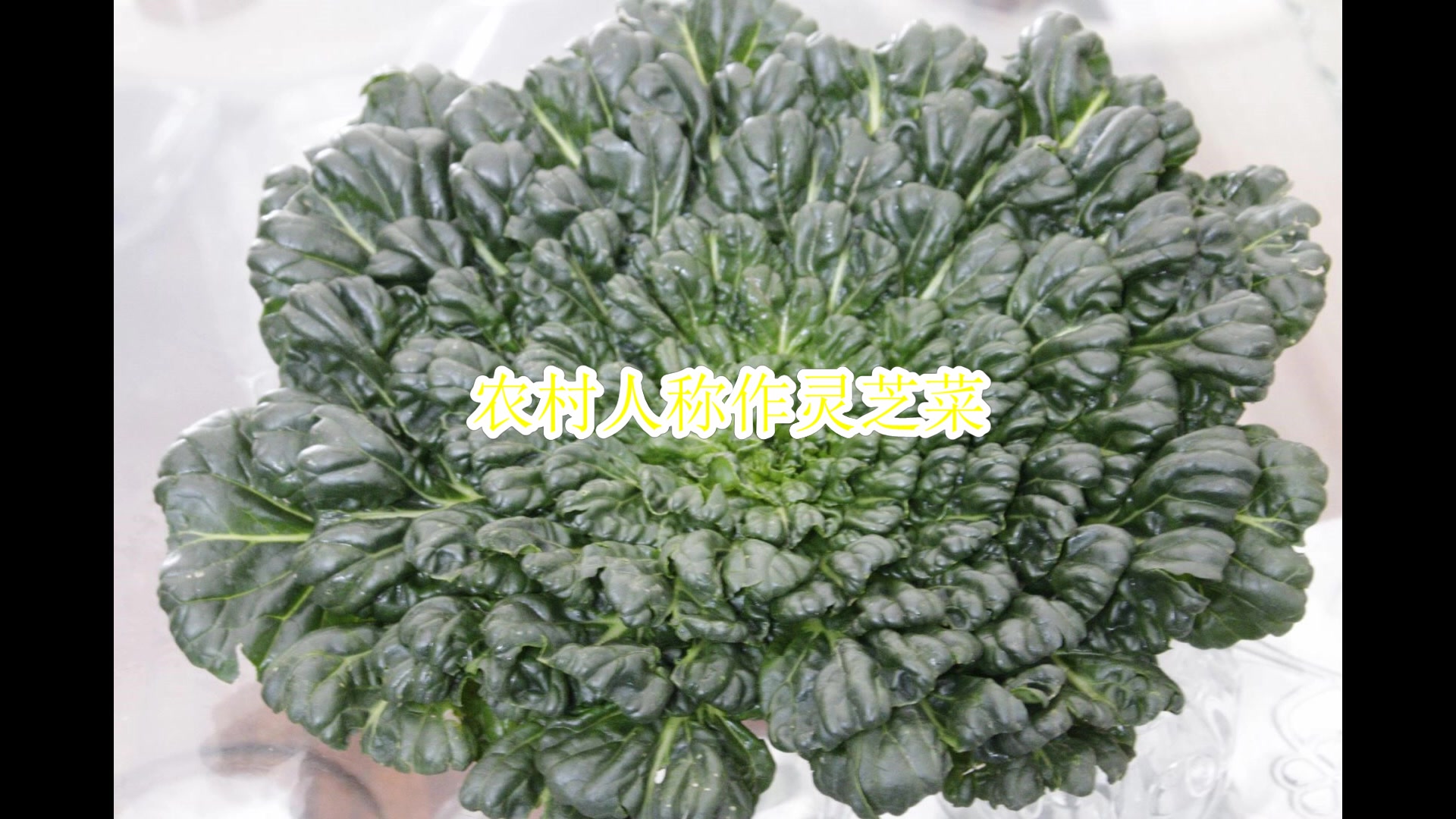 农村人称之为灵芝菜百叶菜!今天农村妹这样炒