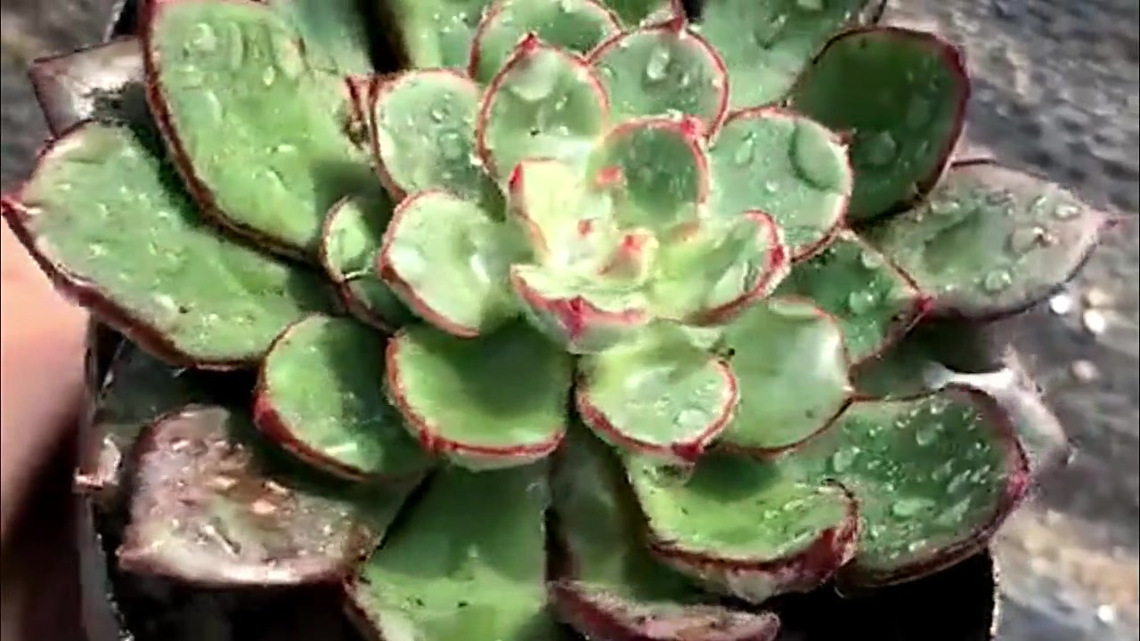 多肉植物丹尼尔,绿叶红边也是美