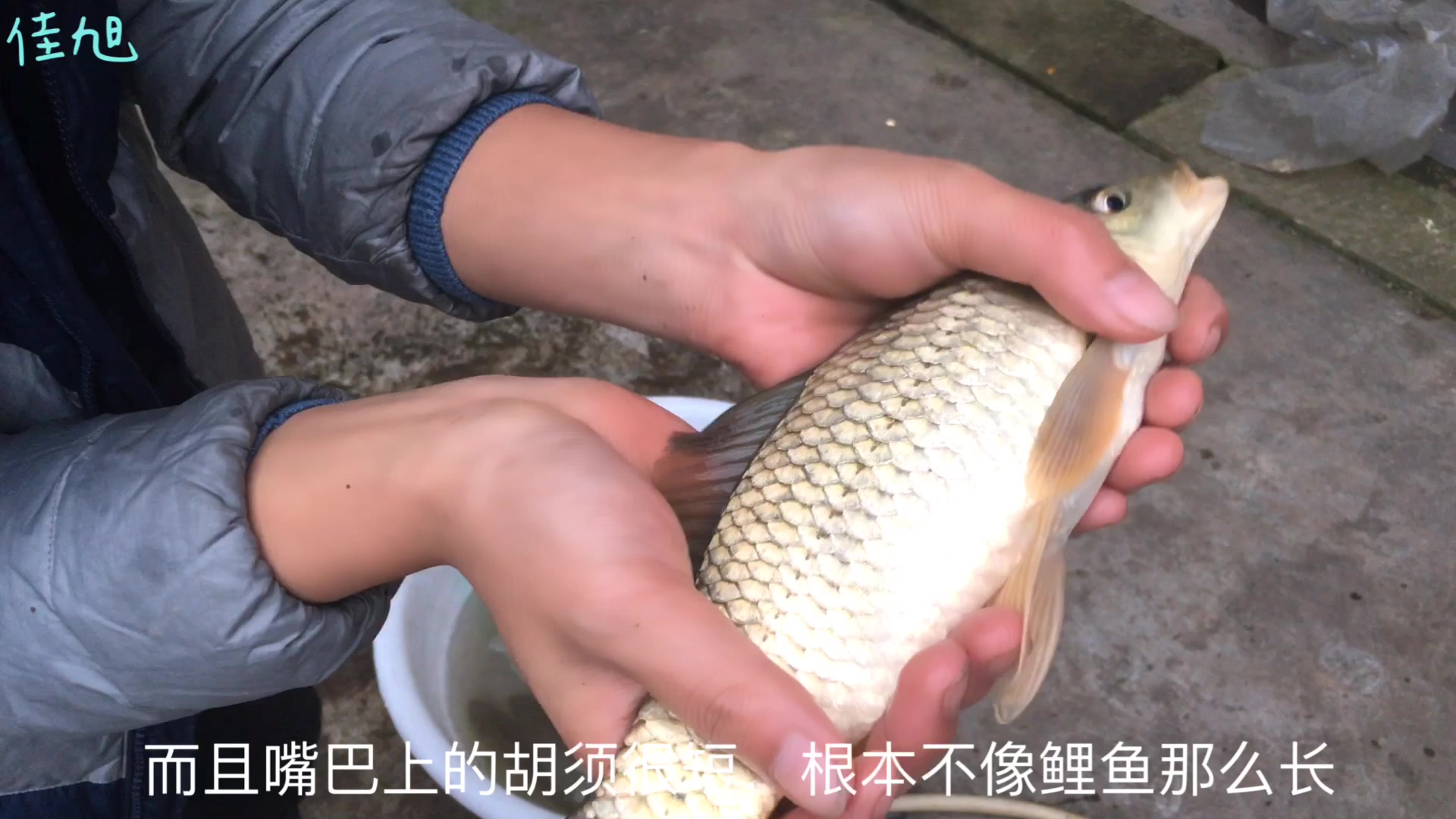 农村小伙两分钟教你如何辨别鲤鱼鲫鱼香鲫鱼,让你不再做鱼盲