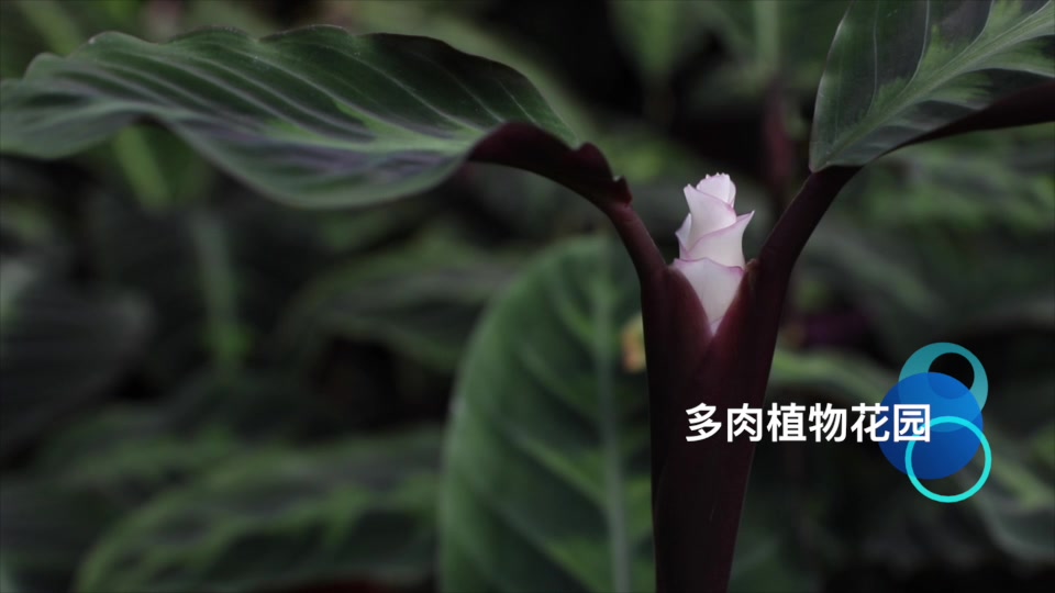 天鹅绒这个东西除了可以做羽绒服,还可以是人人都喜欢的绿植