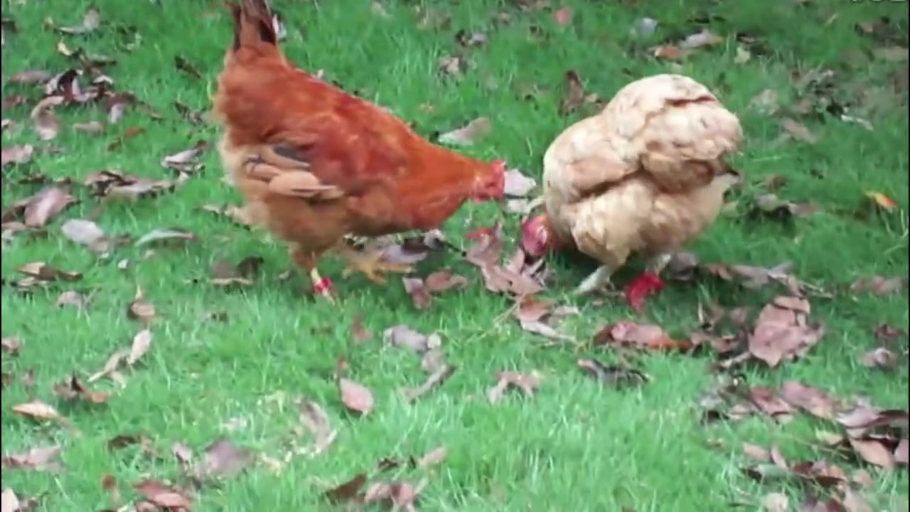 母斗鸡和幼崽正在享受美食,土鸡看见想分一杯羹,结果悲剧了