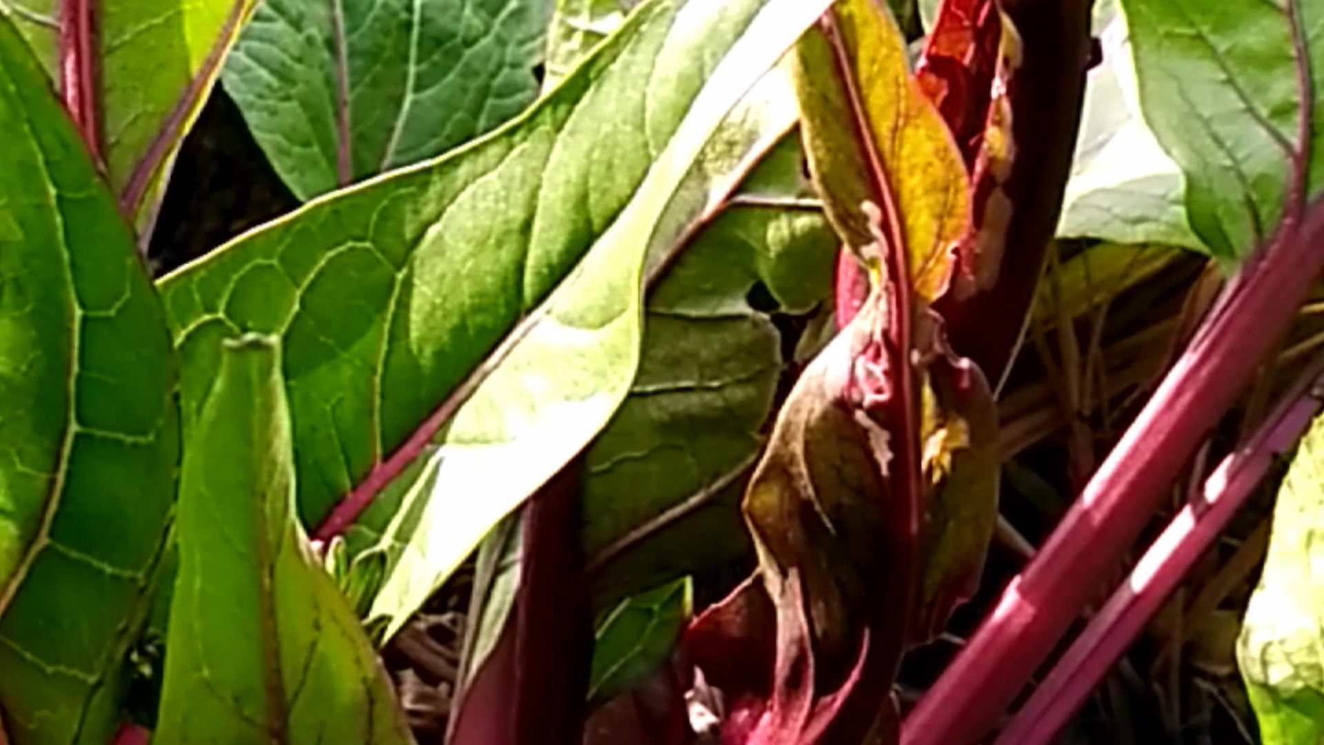 这才是真正的绿色蔬菜,看着就想吃