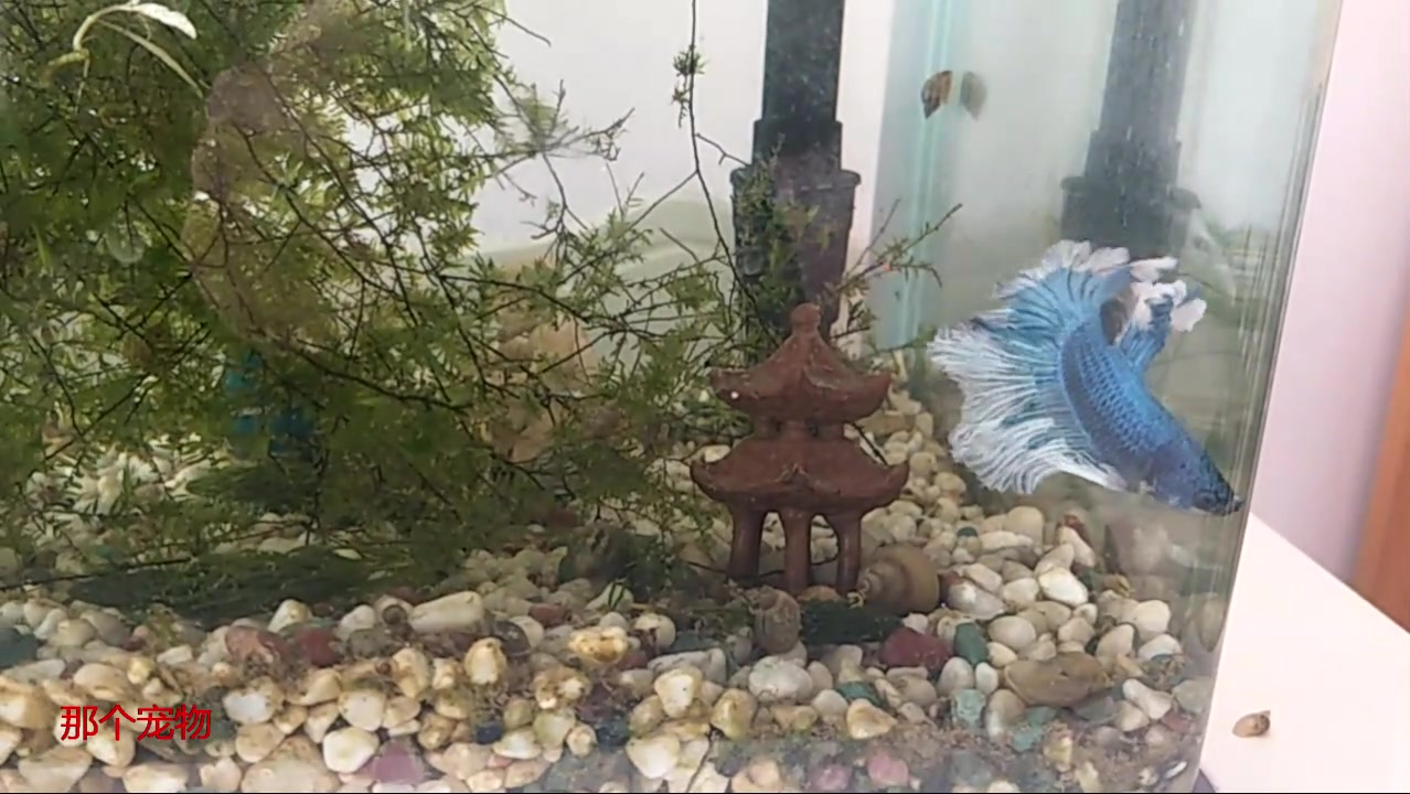 有喜欢斗鱼的么,看看这条蓝色的斗鱼漂亮不