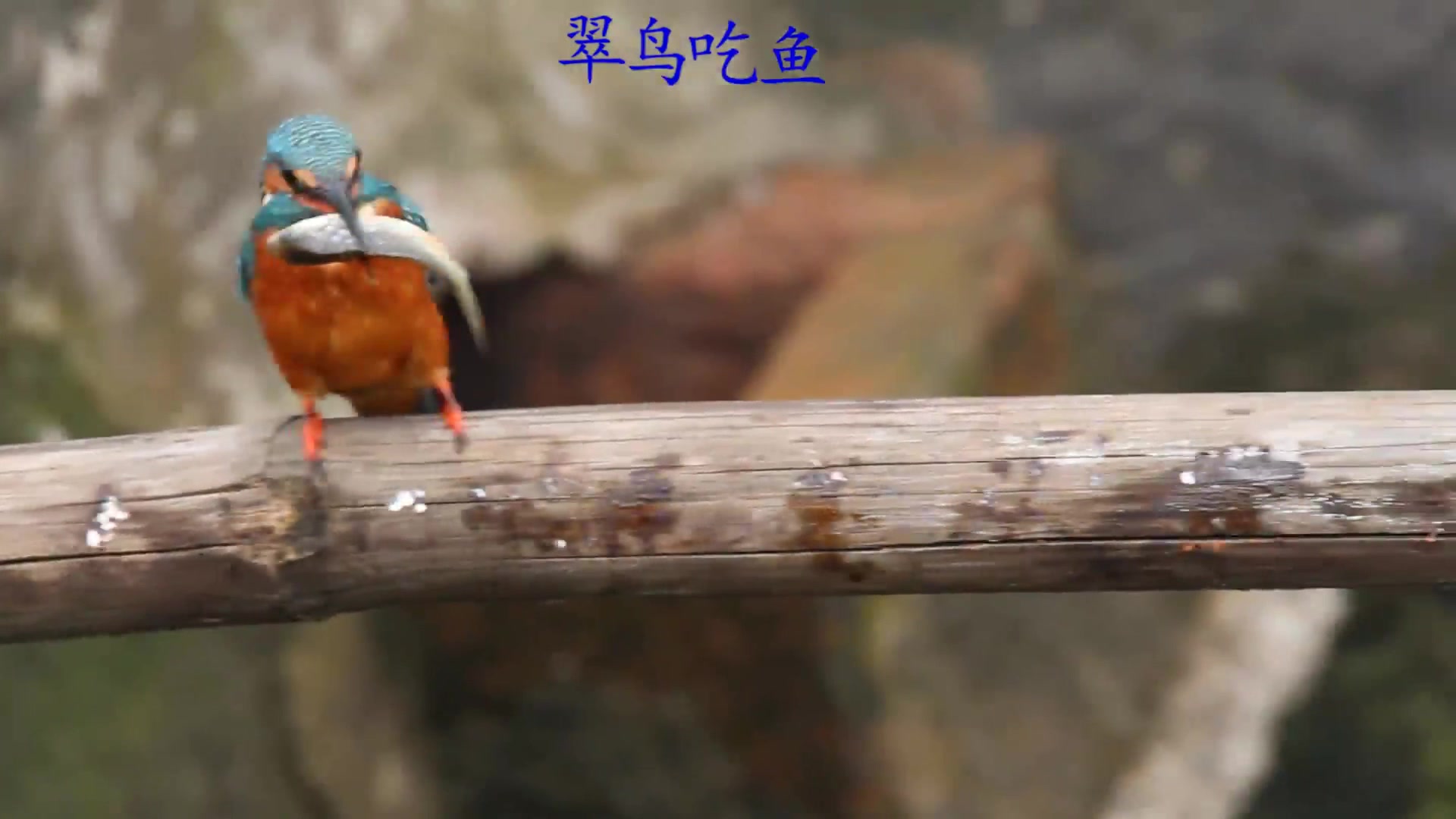 翠鸟吃鱼全过程,这么大的鱼都能吞下去!真厉害!