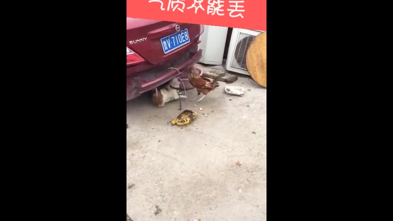 狗和鸡打架,场面异常激烈