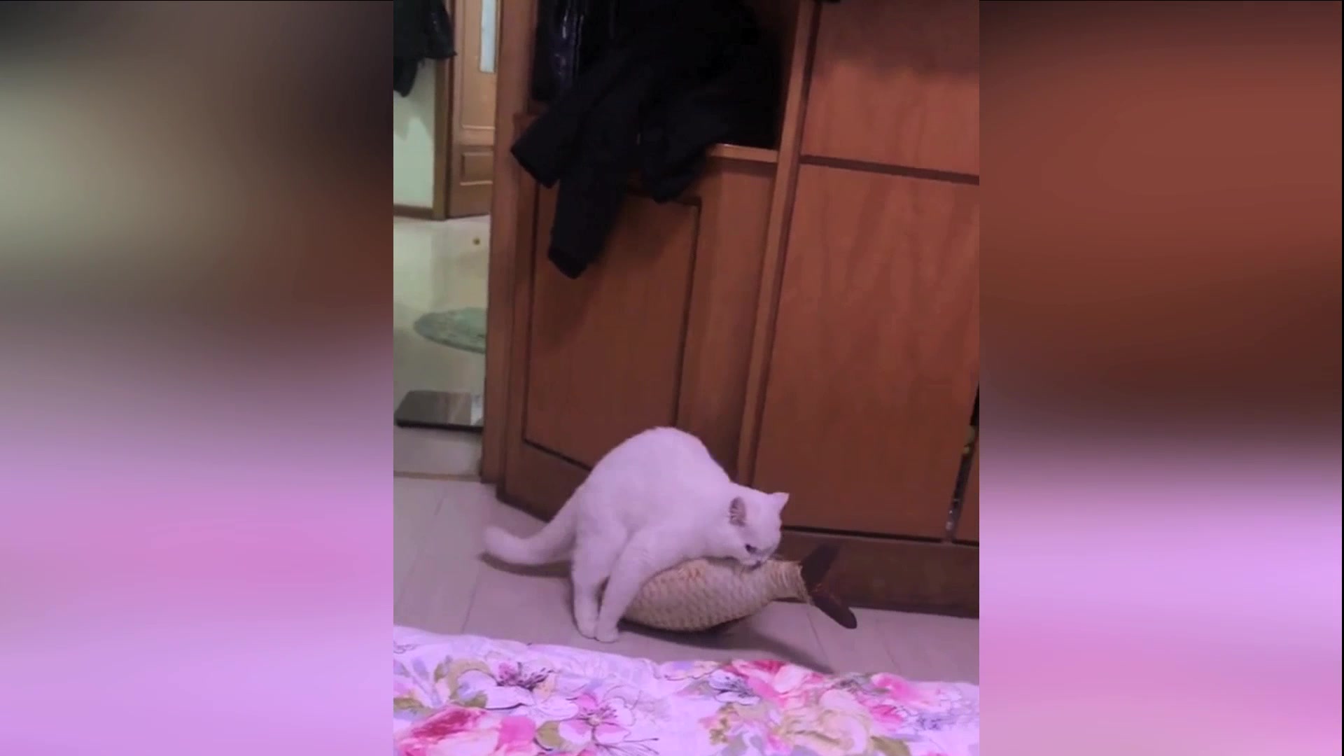 猫咪抱着鱼走路这姿势也是醉了,让我笑了一晚上