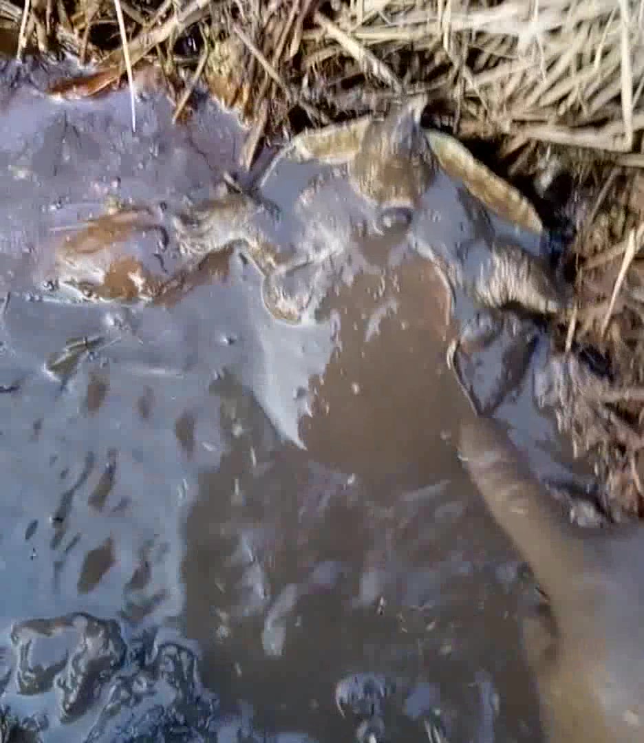 烂泥地里又抓到一只甲鱼,爽!