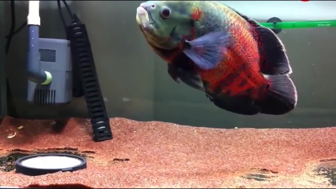 色彩非常绚丽的一条地图鱼,身姿非常优美,真是太漂亮了!