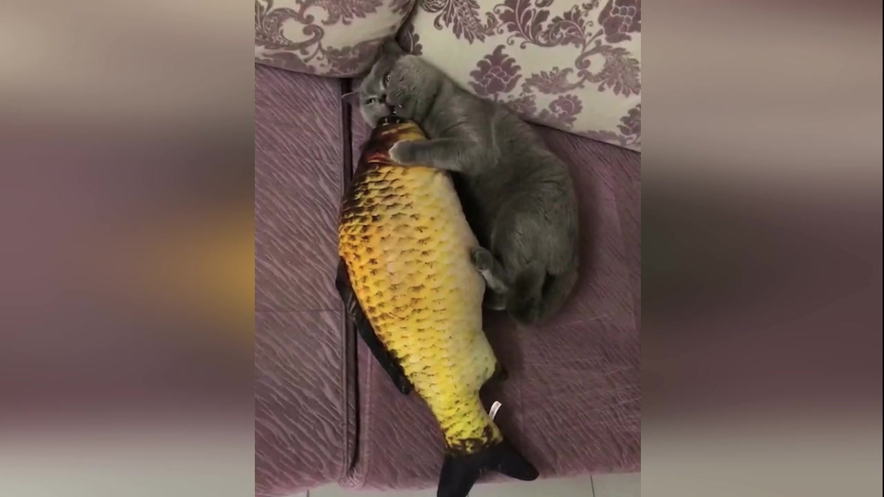 买了个公仔鱼给猫咪以后,连睡觉都抱着太逗了