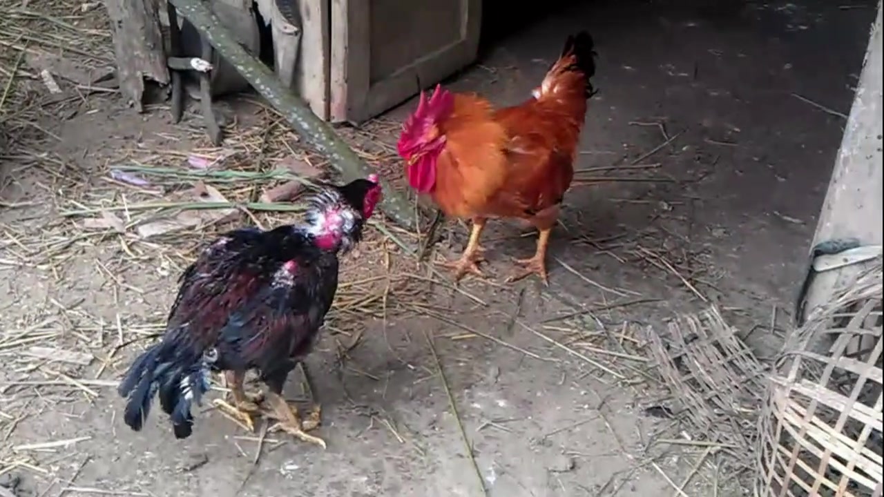 黄公鸡和小斗鸡打架,体重悬殊,一场业余和专业选手的精彩对决