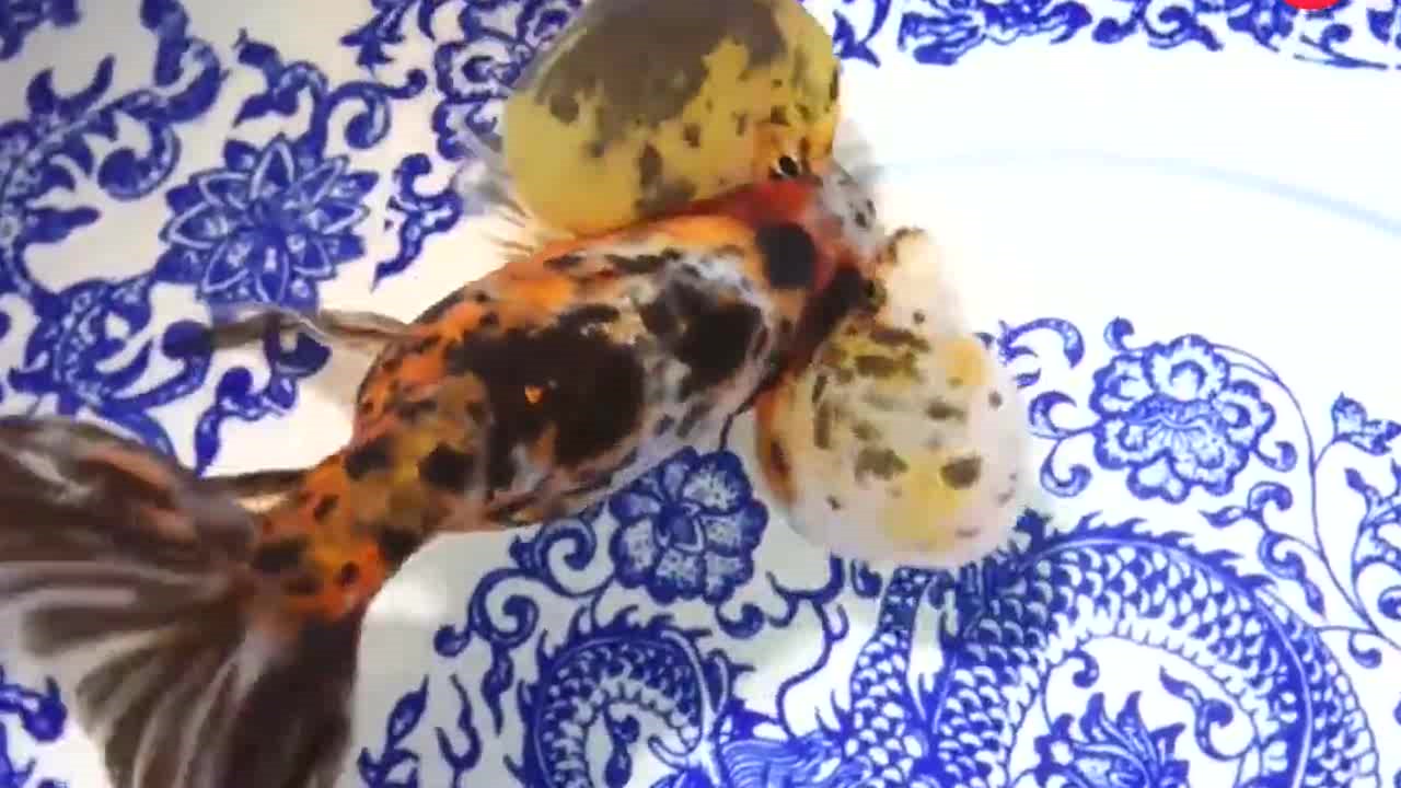 罕见的水泡金鱼,这样的金鱼眼睛真是太大了,非常漂亮!