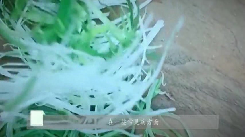 一根大葱吃出6种功效,很实用!