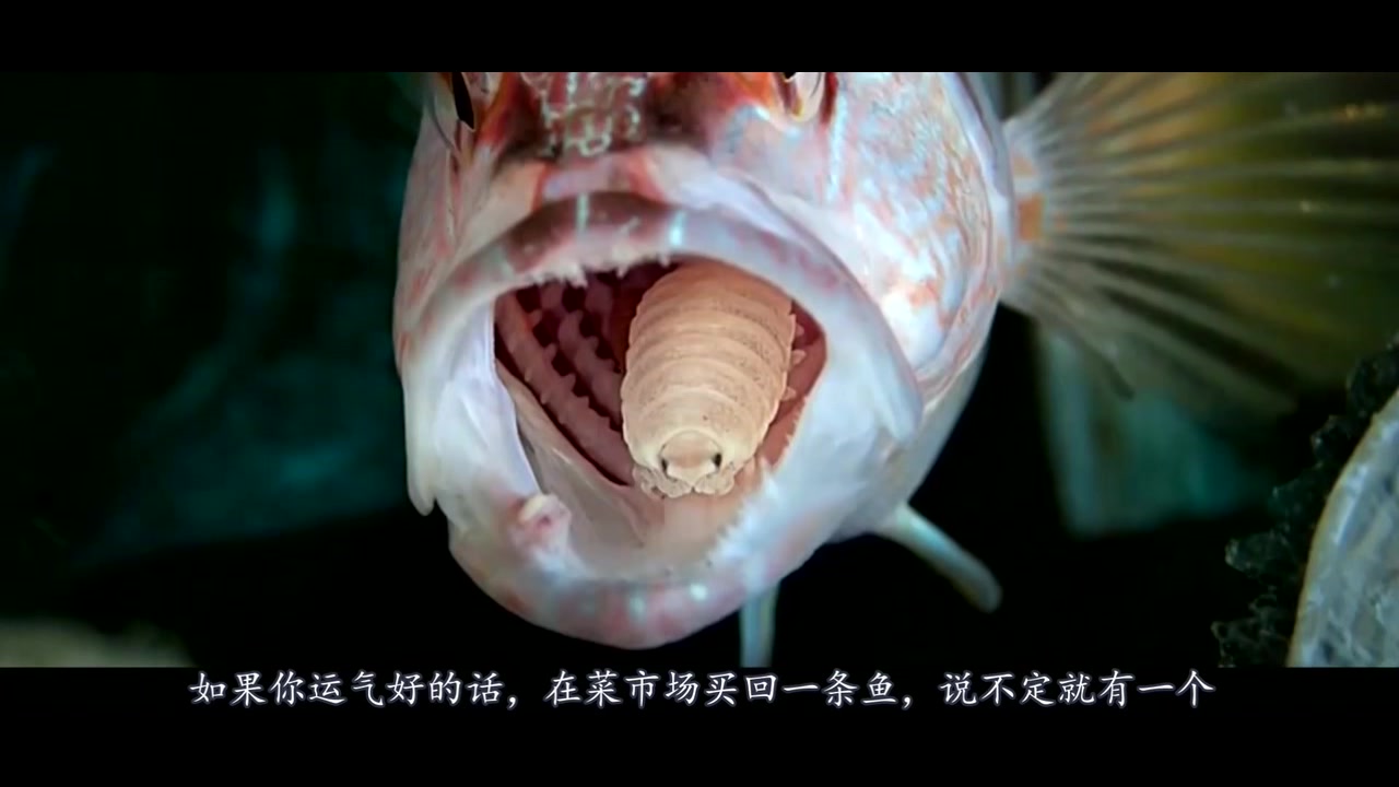鱼身上有一种寄生虫,易进口腔,不小心会取代舌头,可怕!