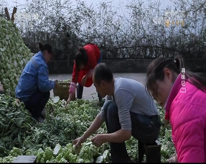 “国民下饭菜”涪陵榨菜,原来是普通青菜头做的