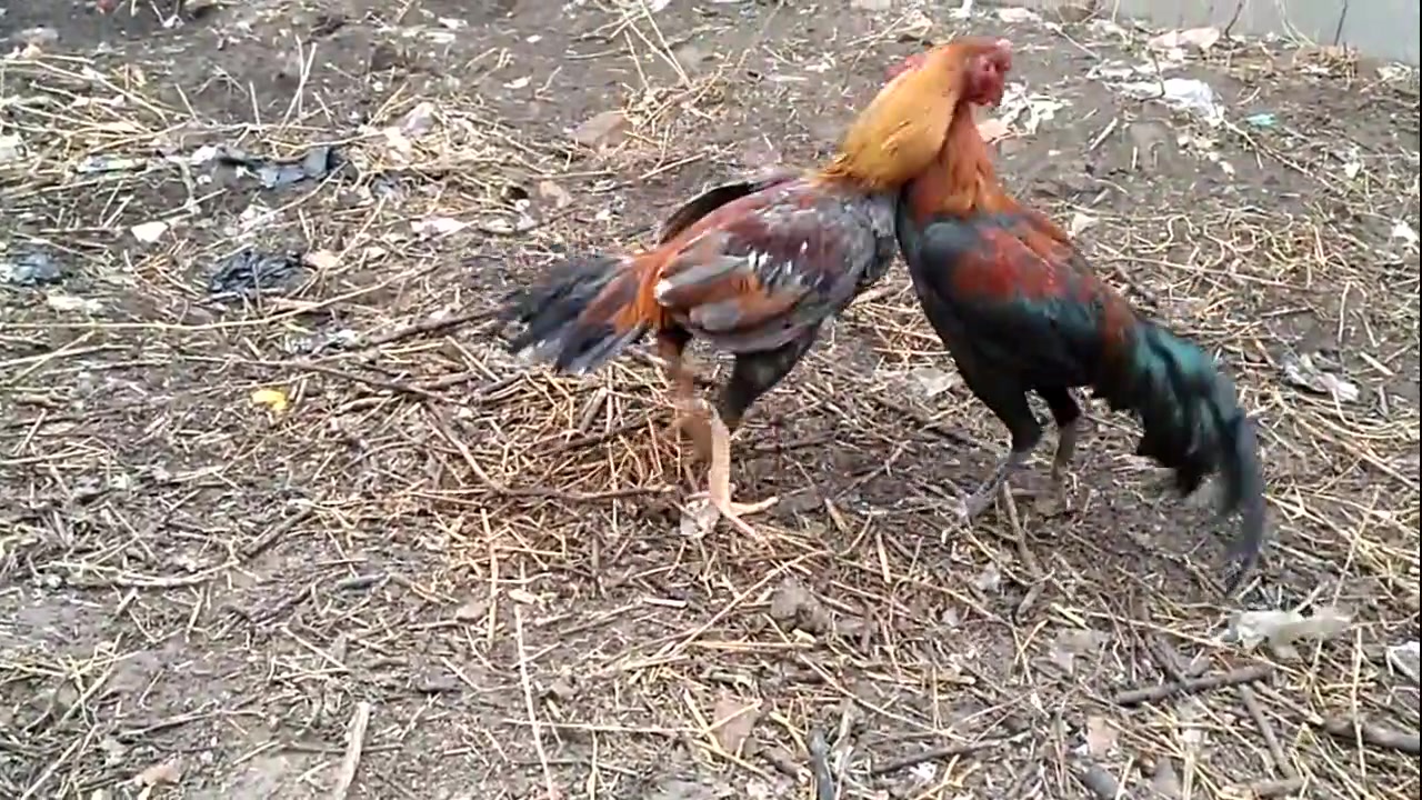 斗鸡:黄脚鸡VS黑脚鸡,腿功都非常利索,打斗十分凶悍