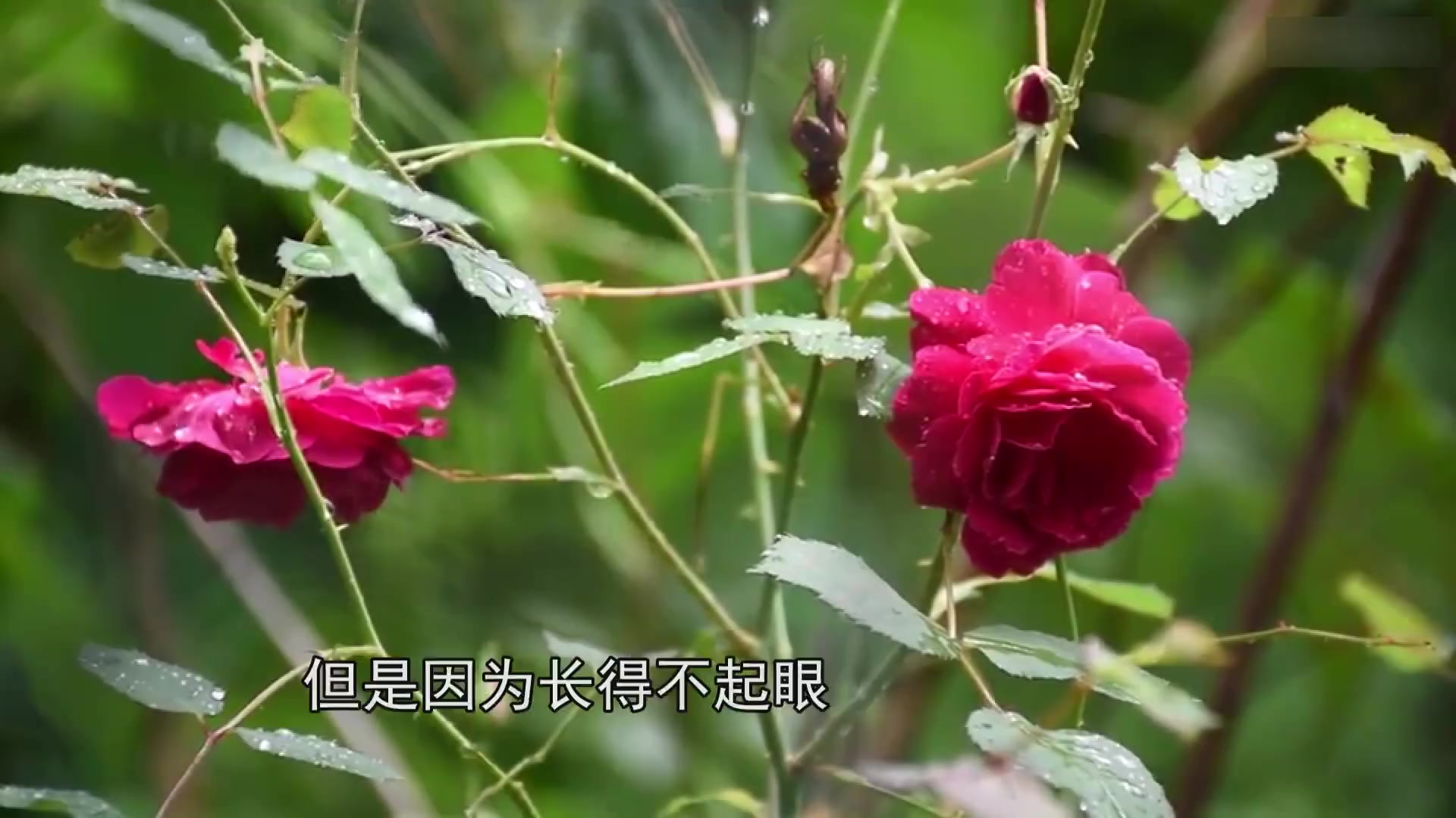 一斤就是上千元!农村5种野菜,吃过的都是土豪!