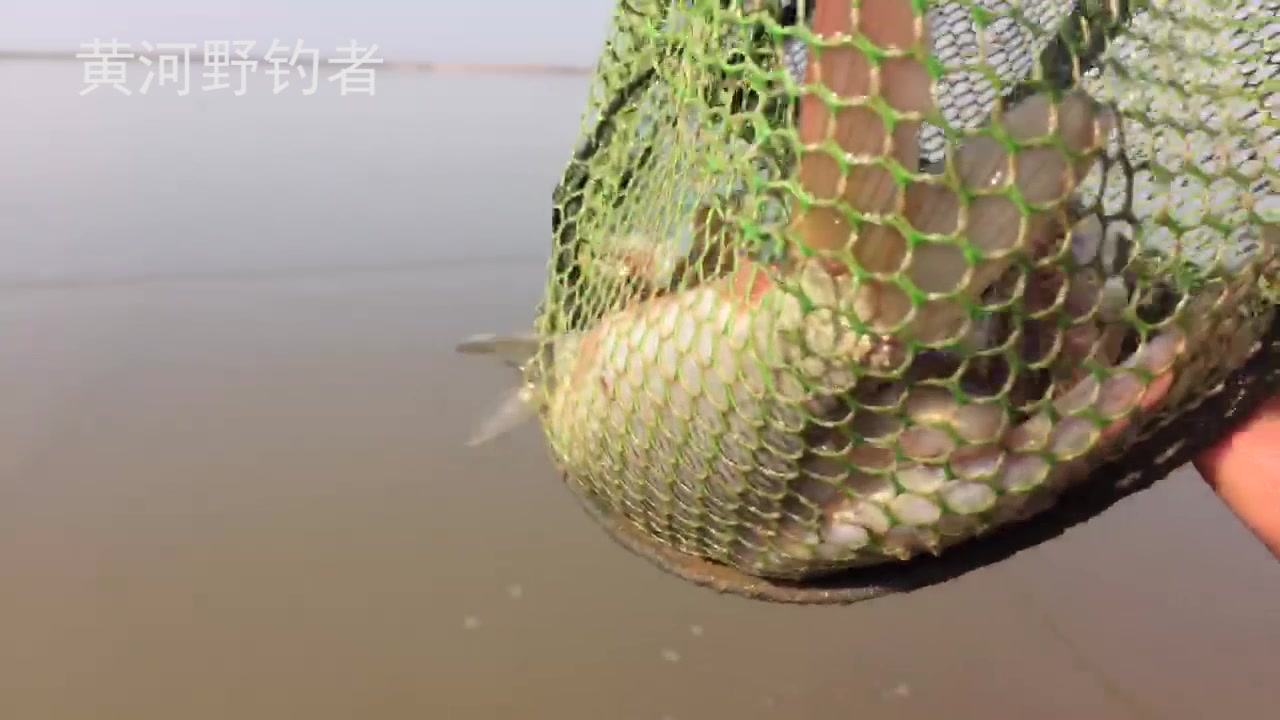 野钓黄河大落水 鱼口一直不断 10分钟上了十几条花骨鱼
