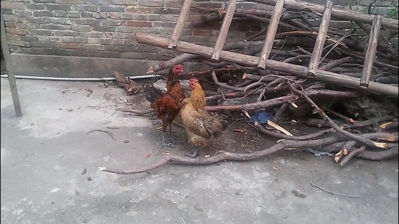 两只公鸡为了一母鸡大打出手,打架赢了的鸡母鸡不喜欢,尴尬了