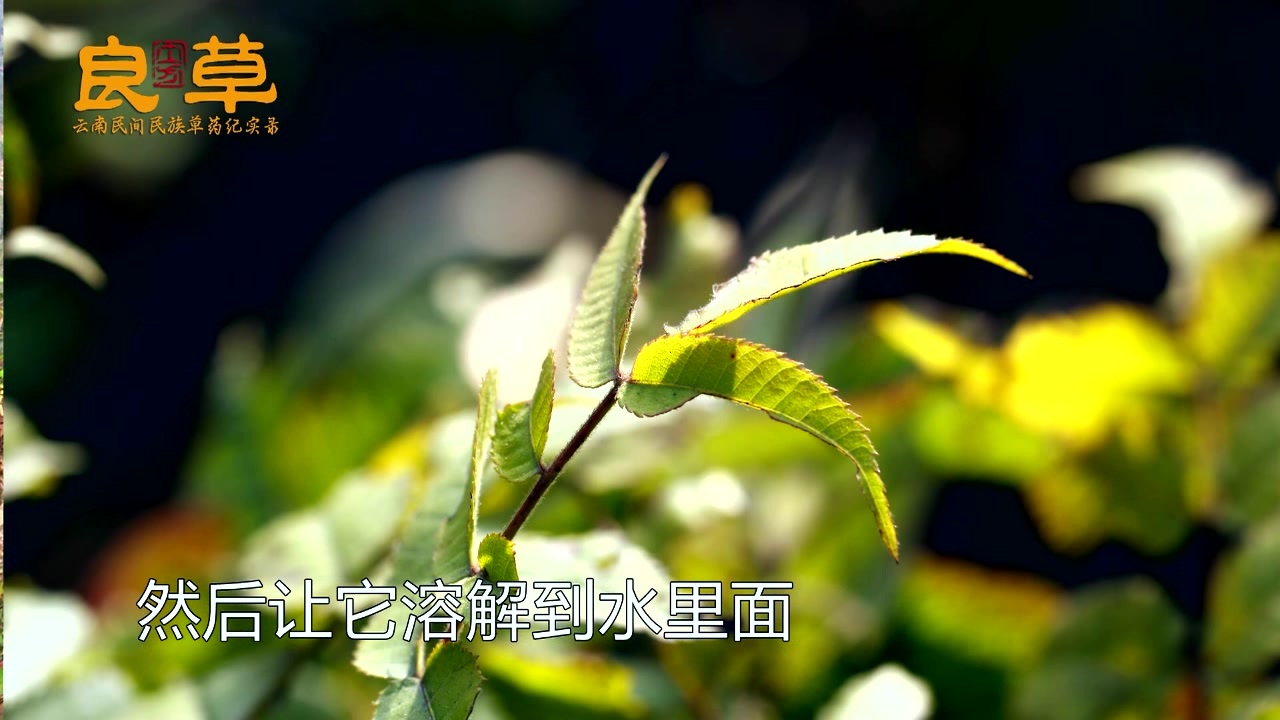 儿时的记忆,不知道叫什么草,但是放在河里闹起鱼来,效果杠杠滴