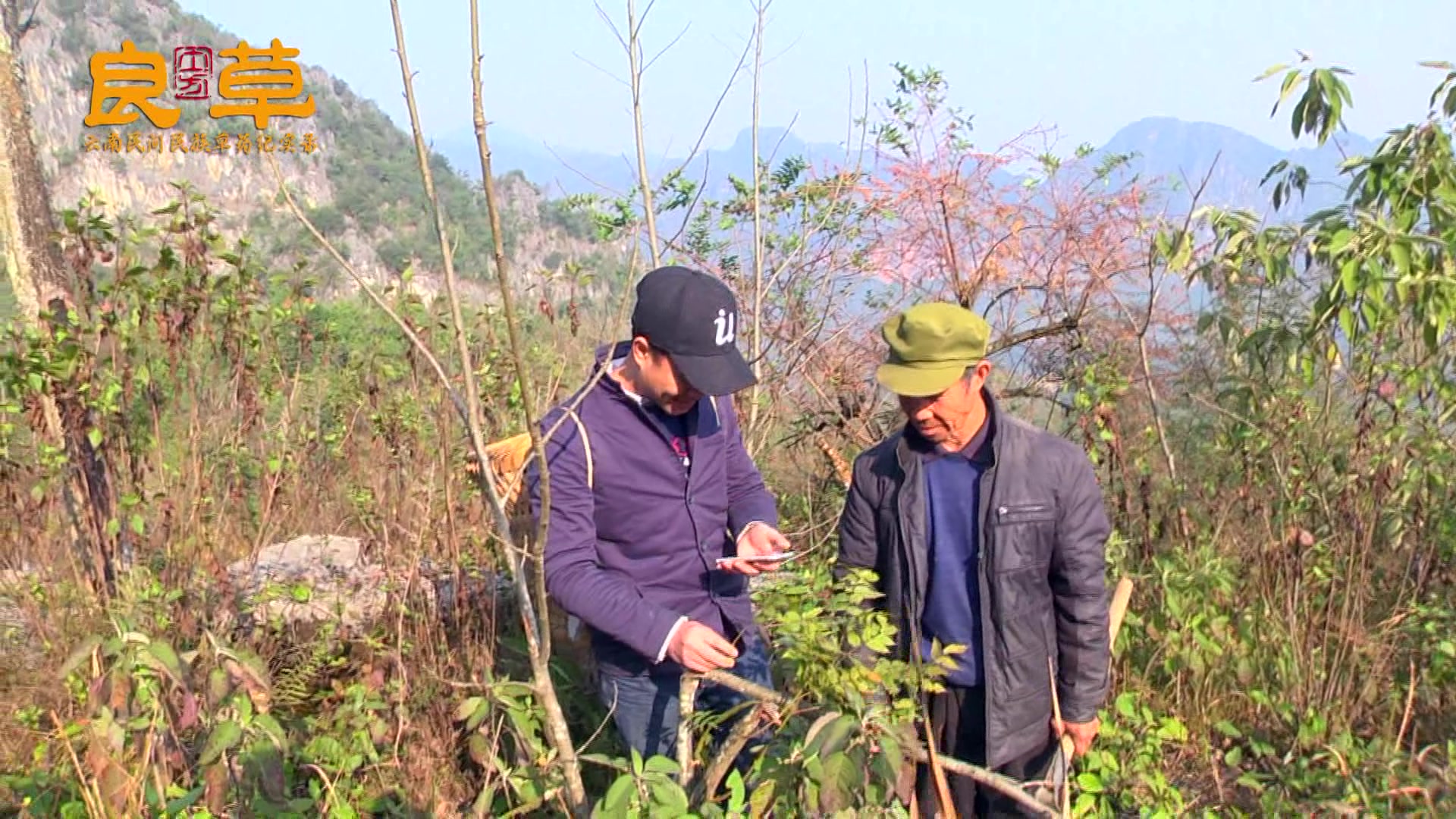 这就是童年干的事了,用它新鲜叶子可以闹鱼,相当于毒草