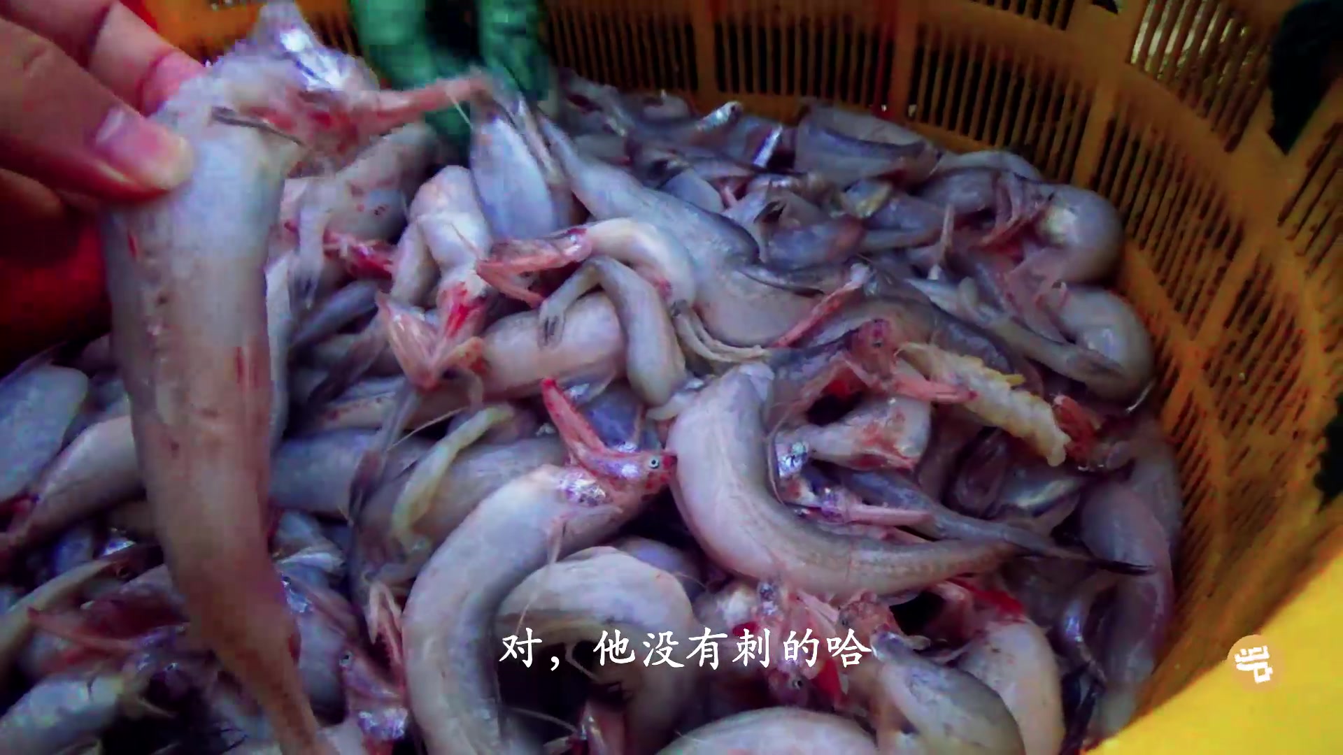实拍福建最好吃的鱼,头是红色的,当地村民抢着买