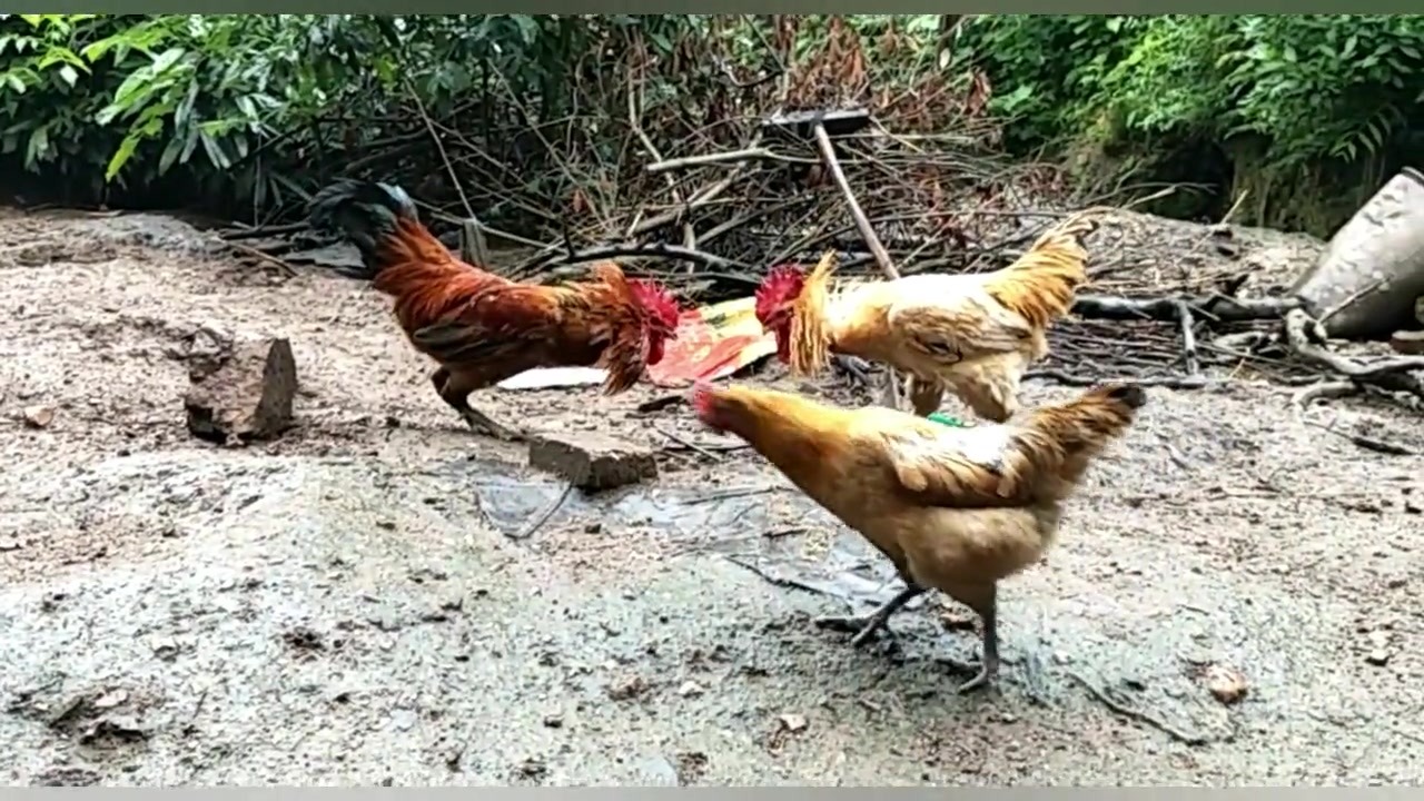 红公鸡PK黄公鸡,黄鸡带伤应战,最终体力不支无奈认输
