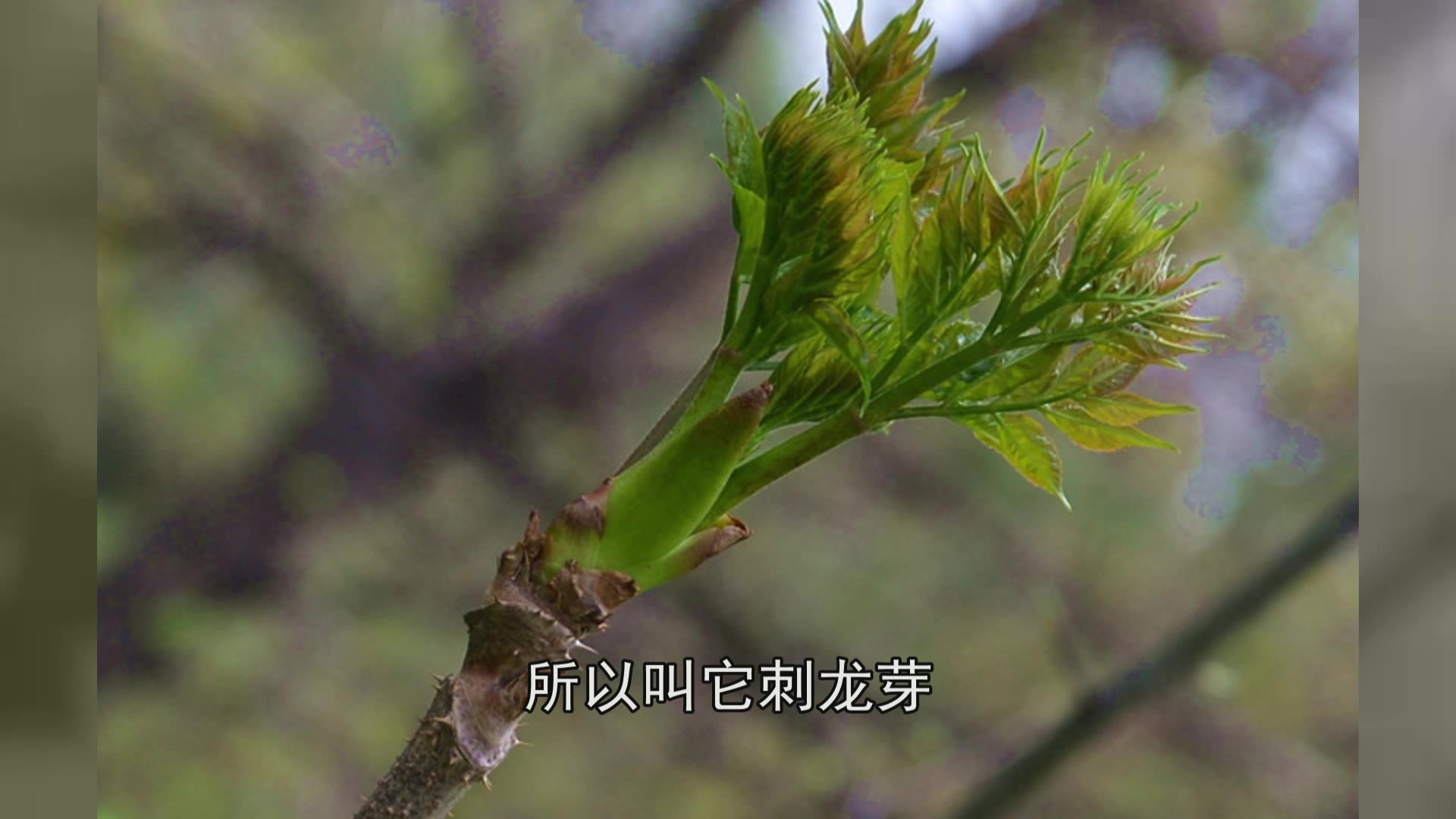 农村5种养生“野味”,春天就有,看到不要错过了!