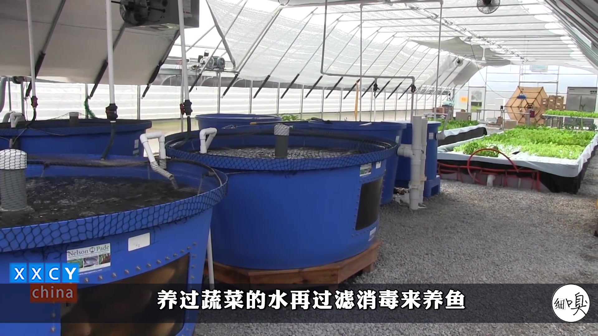 鱼菜共生,系统自运行,种菜养鱼双重卖钱,鱼喂的少,菜不施肥