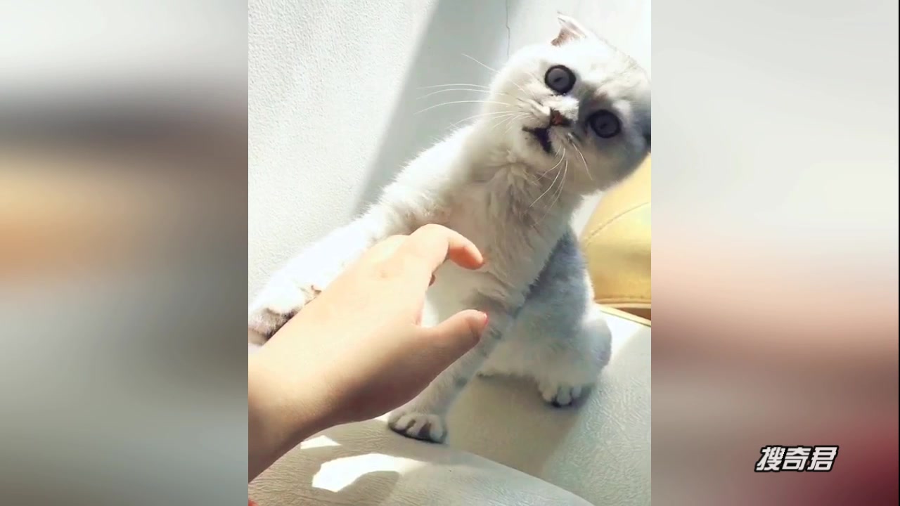 猫咪咬手指的时候我大叫了一声,小家伙反应了一下立马就蒙了