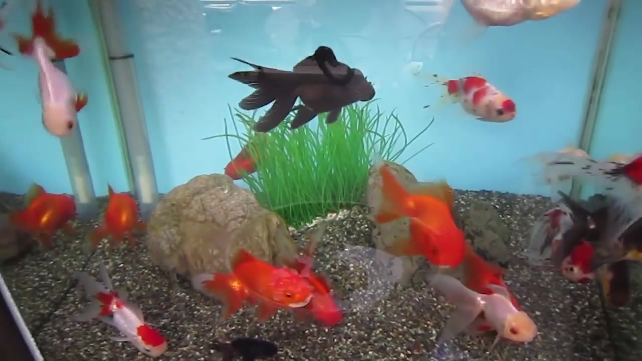 漂亮鱼儿水中游,网友:这金鱼真不错,就是有点贵!