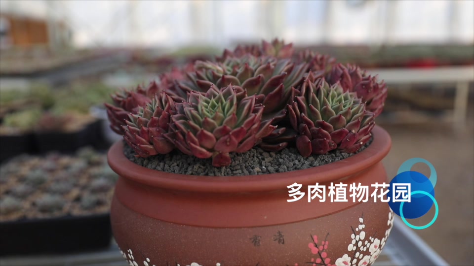 多肉植物拉霍亚,像极了动画片中的名字