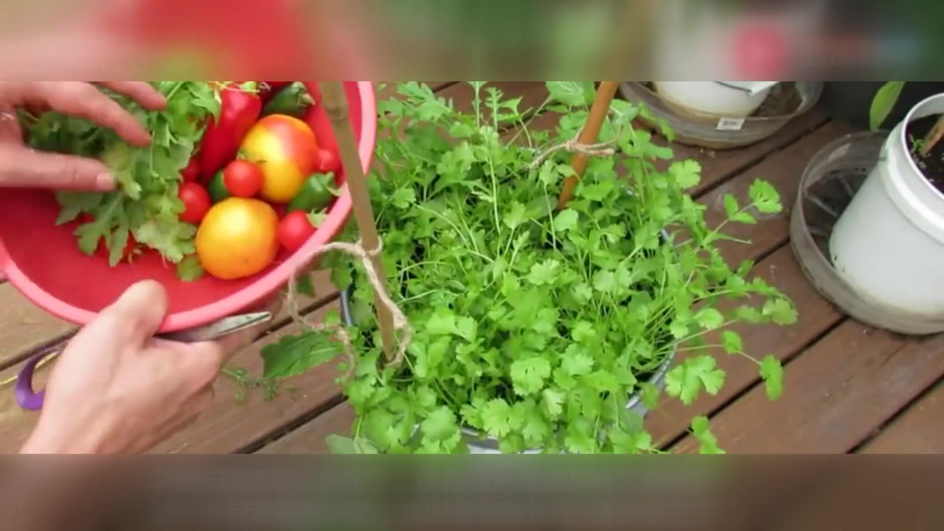 农村一种怪味蔬菜,常吃能降低血压,却因为气味遭人嫌弃!