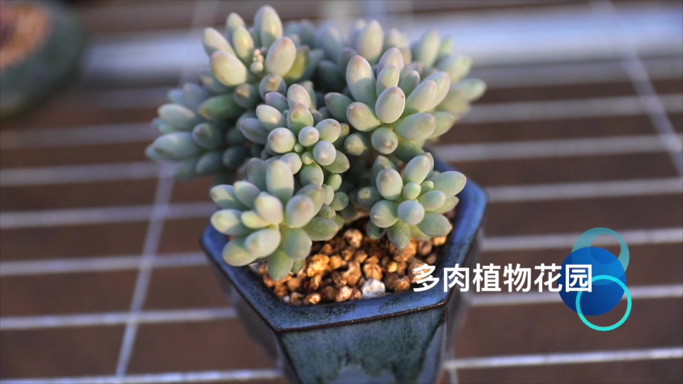 多肉植物婴儿手指,像不像小孩子的手指头