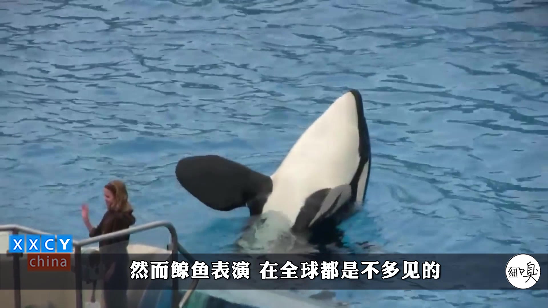 鲸鱼表演在全球都少见,西班牙海洋馆顶级驯兽师,看一场花一万