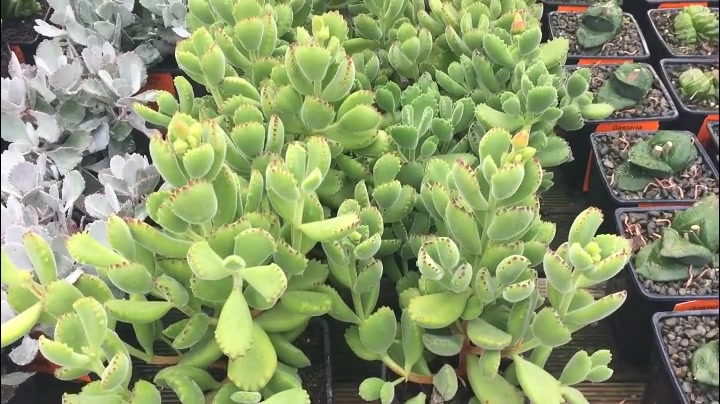 国外的多肉植物花园是什么样的?看了就忍不住要养!