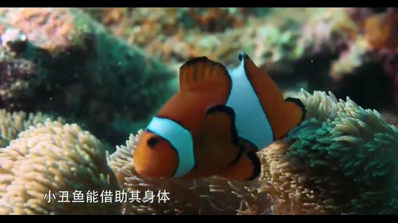可爱的小丑鱼,一出生父母就要教它们捉迷藏,只是为了生存