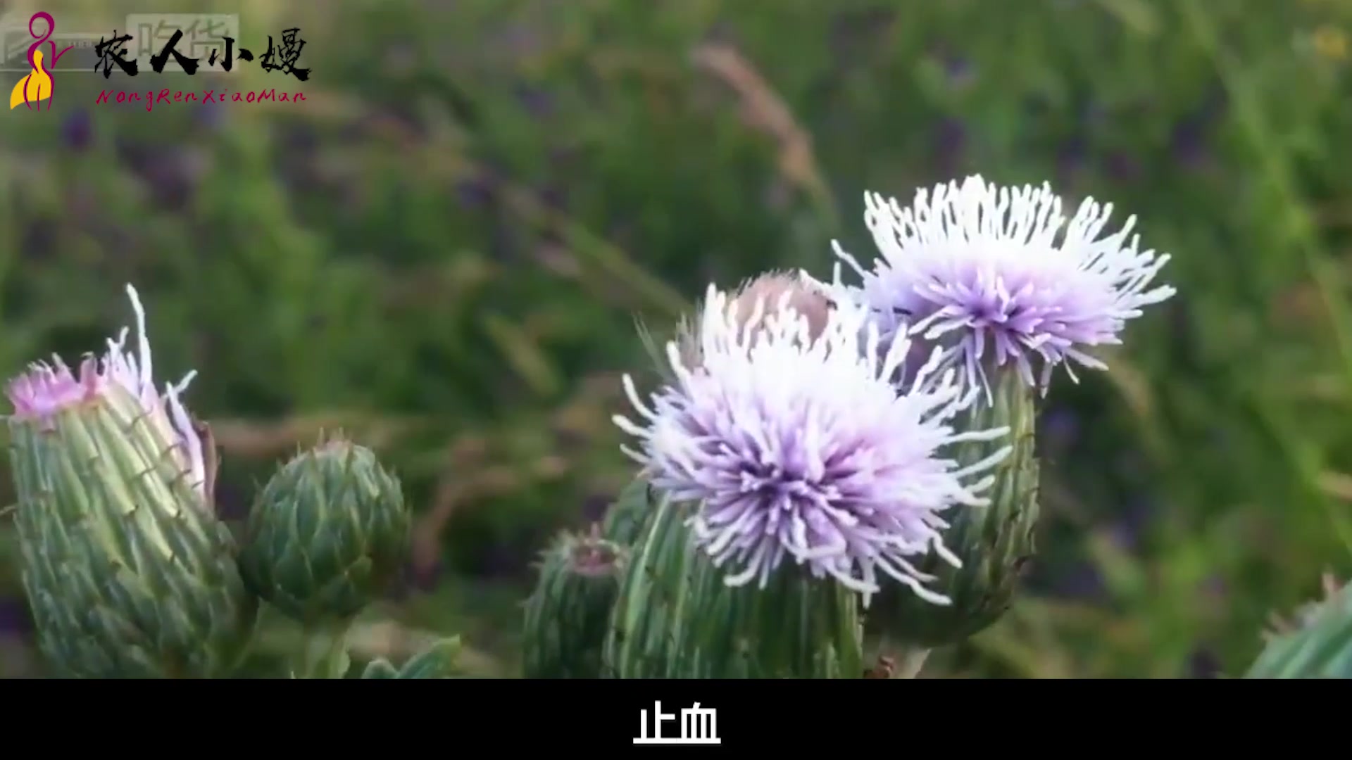 屋顶上的野菜还有这种功效,以前怎么不知道,真是活到老学到老!