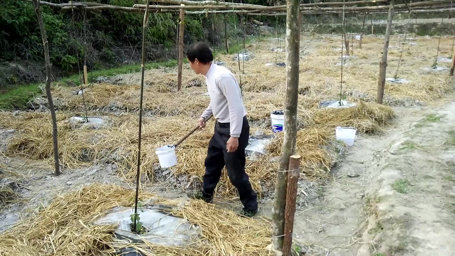 老农在给果树施肥,今年春天时种下的,到夏天就能开花结果了