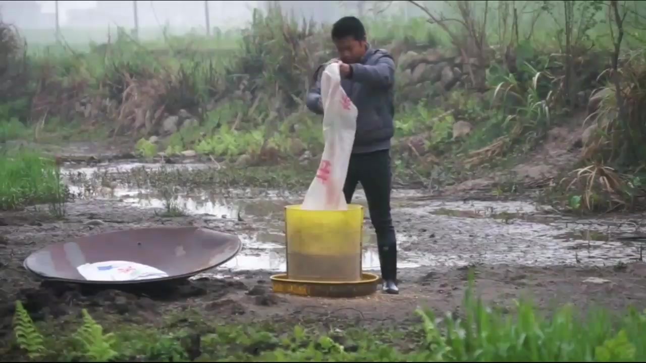 农村小伙在家如何生态养鸭,几百只鸭子,每天下蛋一篮子