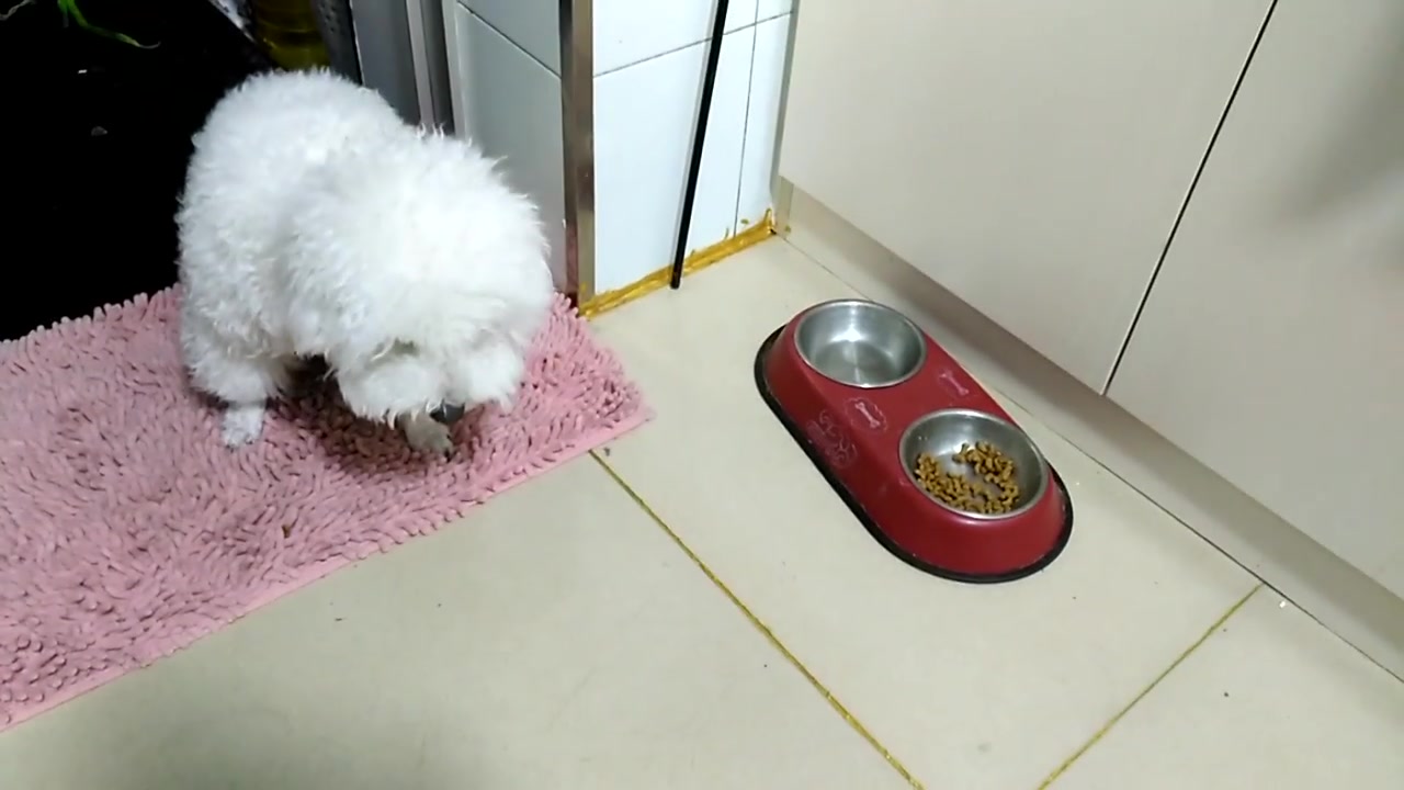狗狗尾巴上的毛被剪掉后,就变得神经兮兮的了,主人好后悔