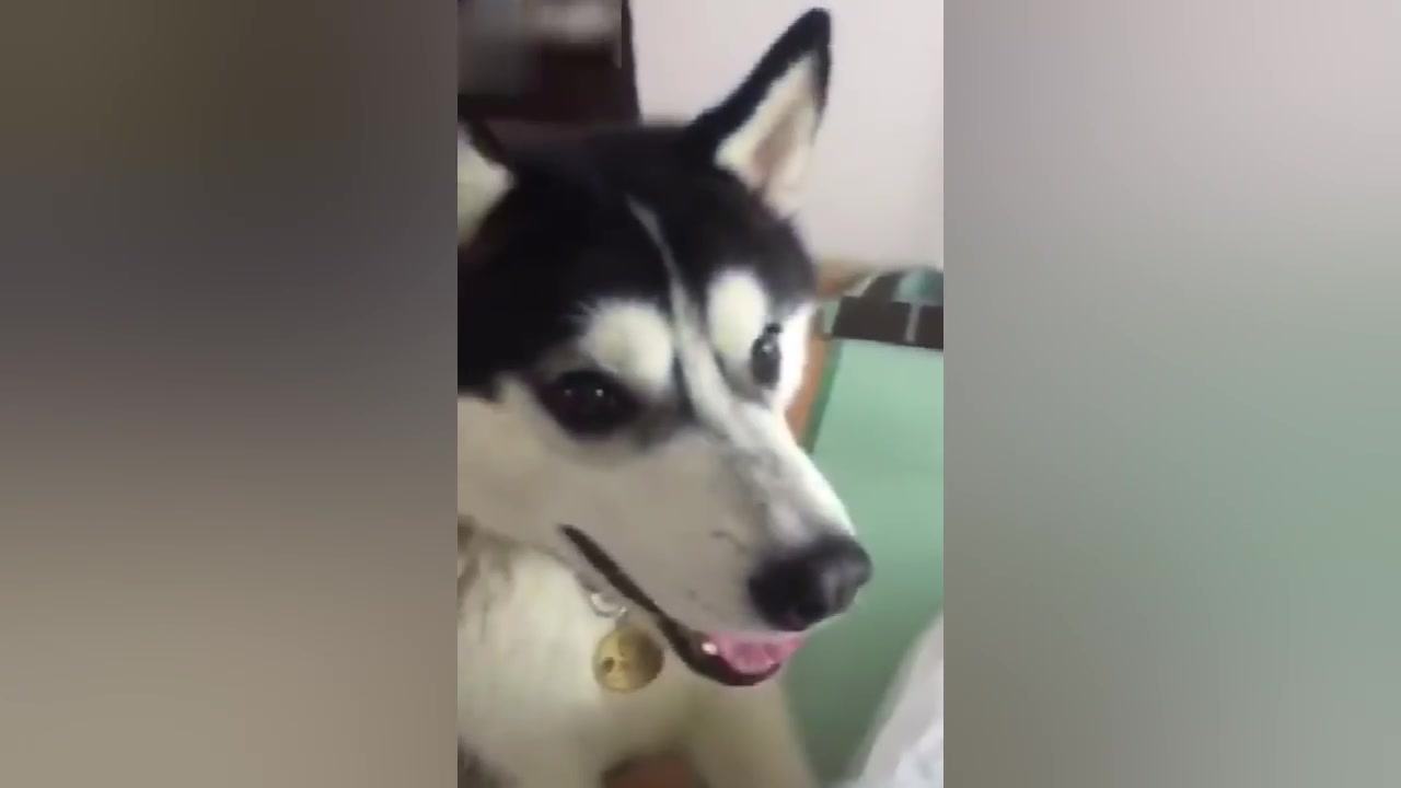动物说话配音笑到肚子疼