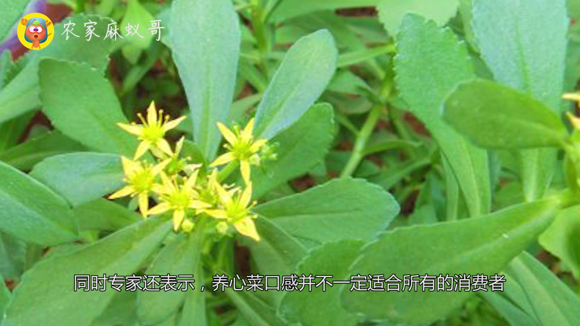 农民朋友警惕!这回听专家:种这蔬菜亩产一万元?有可能是骗局