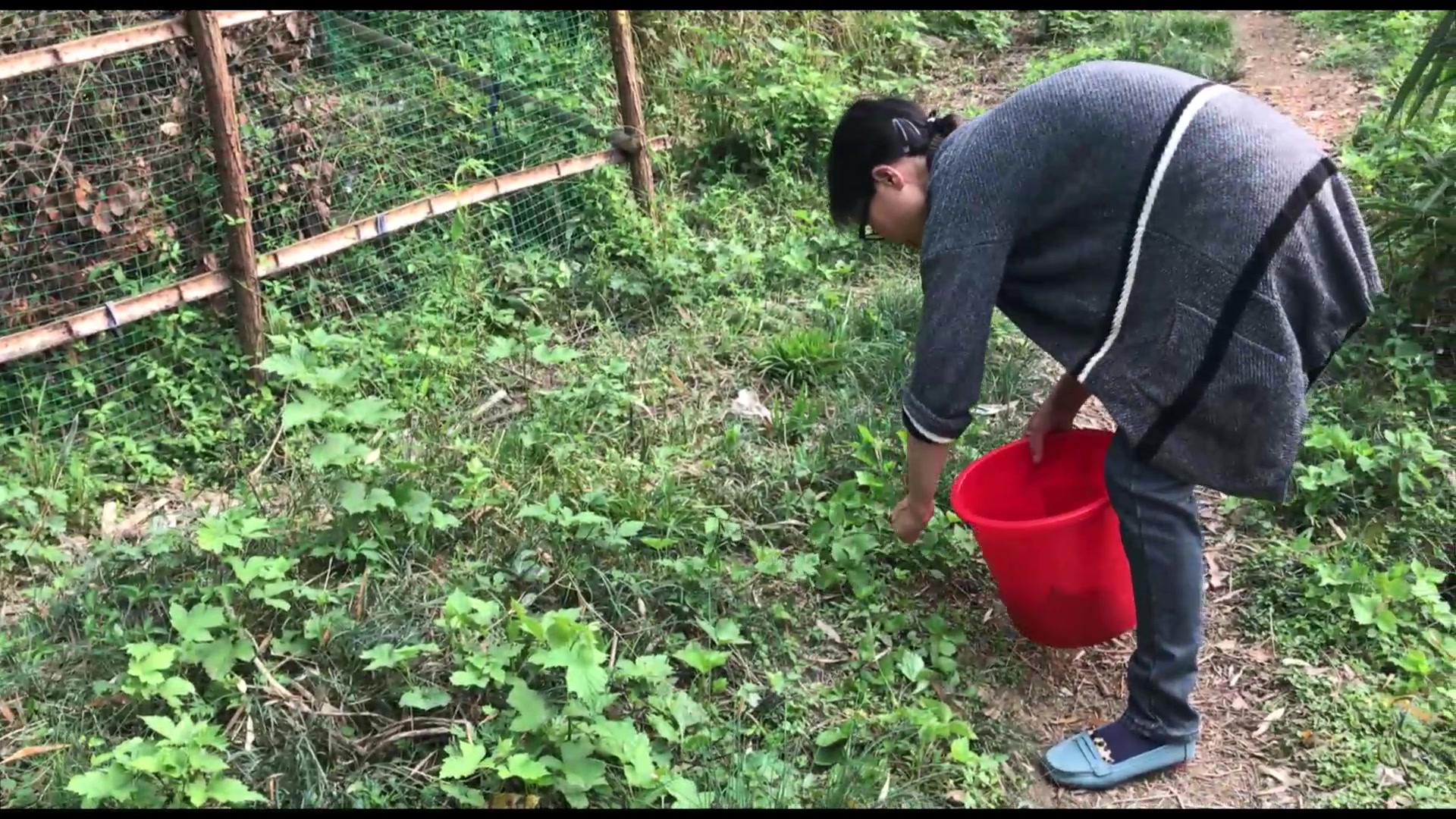 小时候最喜欢吃的野菜,农村婆婆这么做,比大鱼大肉还好吃!