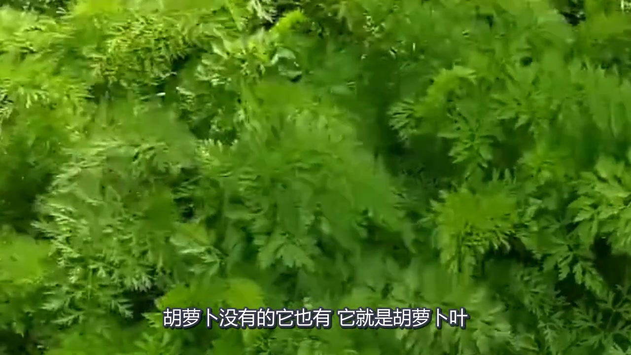 这种叶子在农村没人要,营养价值比胡萝卜还高,很少有人知道!