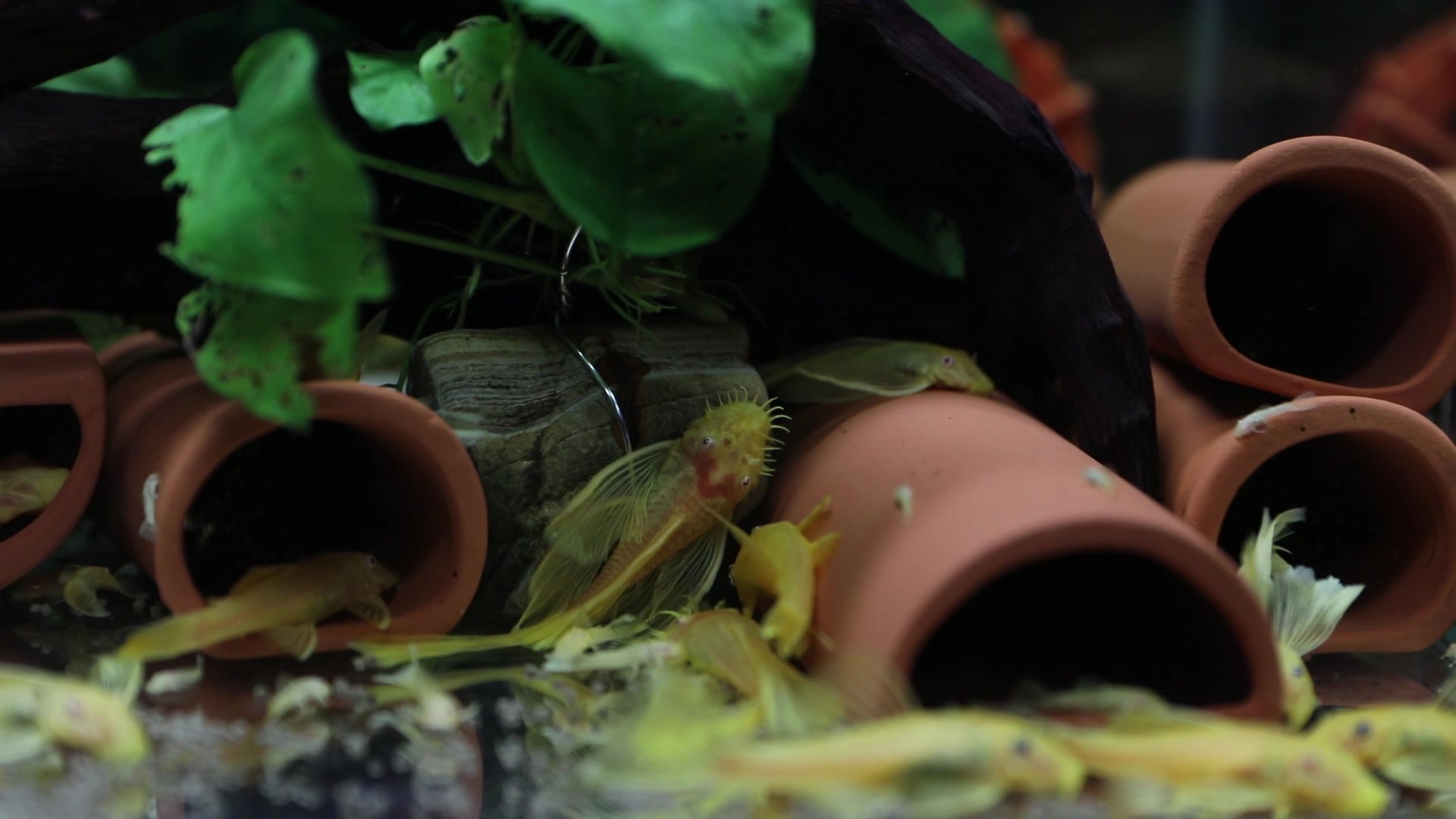 你想知道繁殖一缸大胡子鱼是怎么做到的吗?