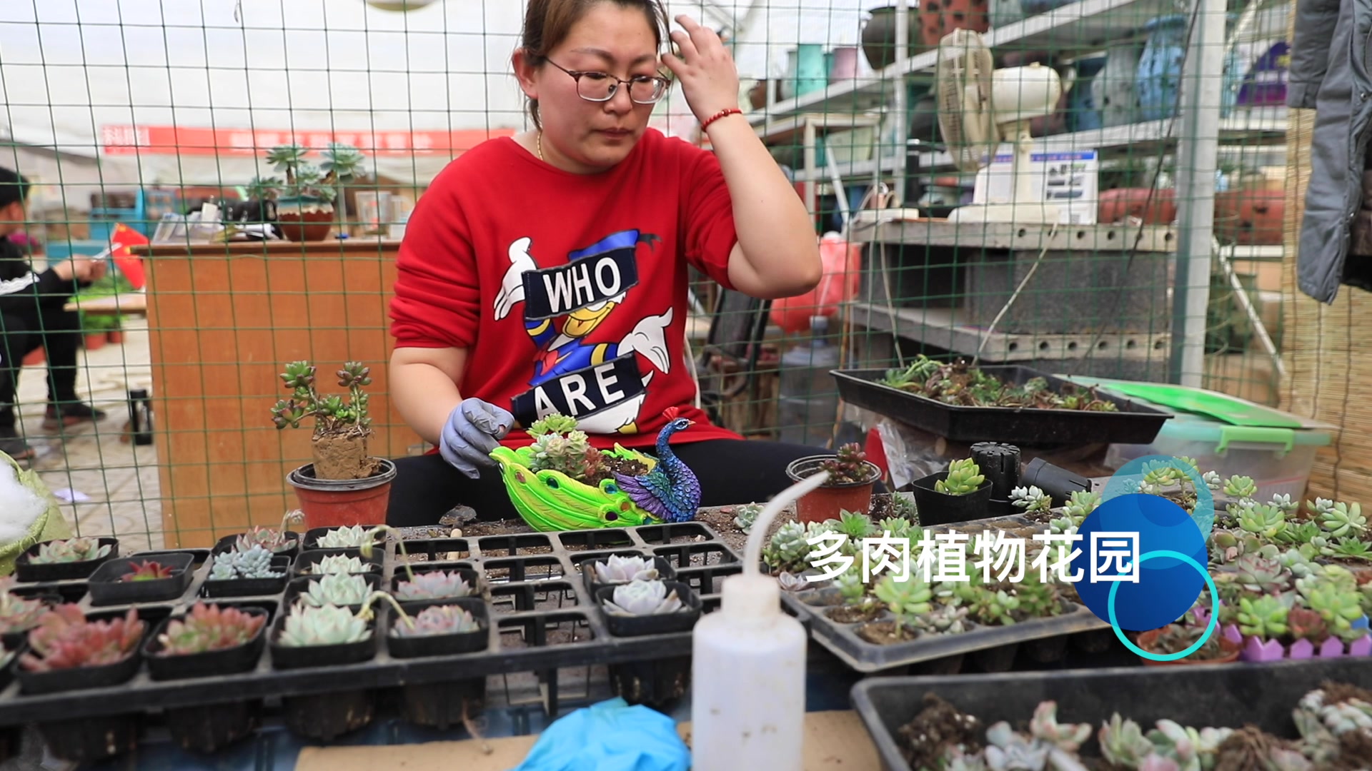 刚刚喜欢上多肉的人正在学习如何用多肉组盆