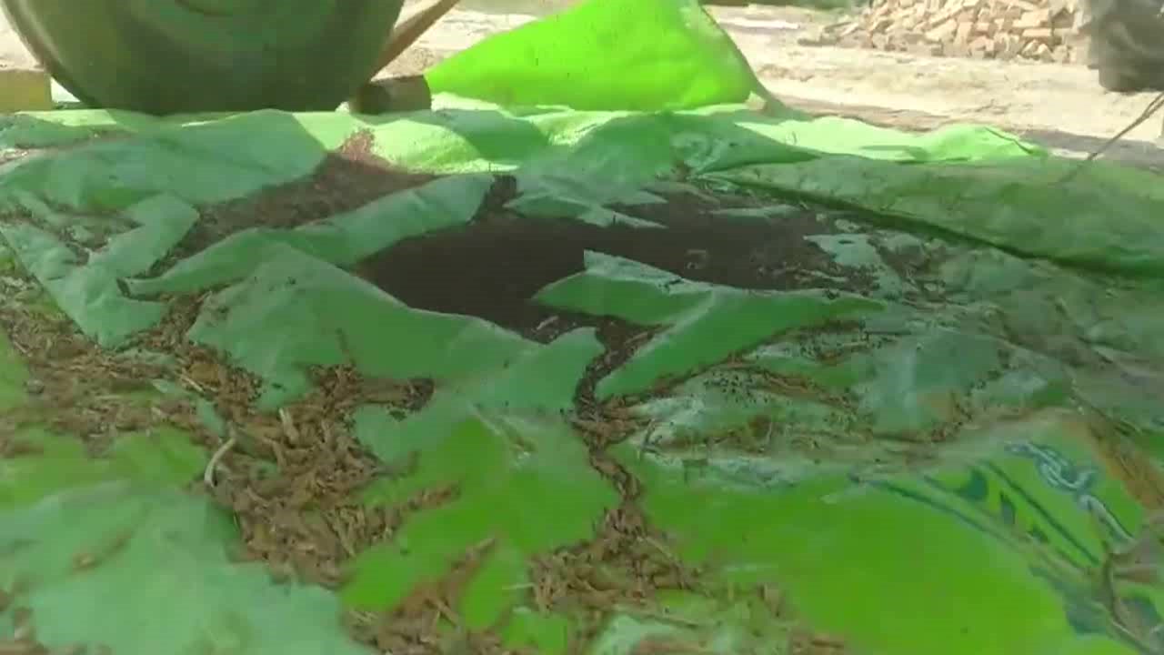 拖拉机打油菜籽,这应该就是所谓的物尽其用了吧