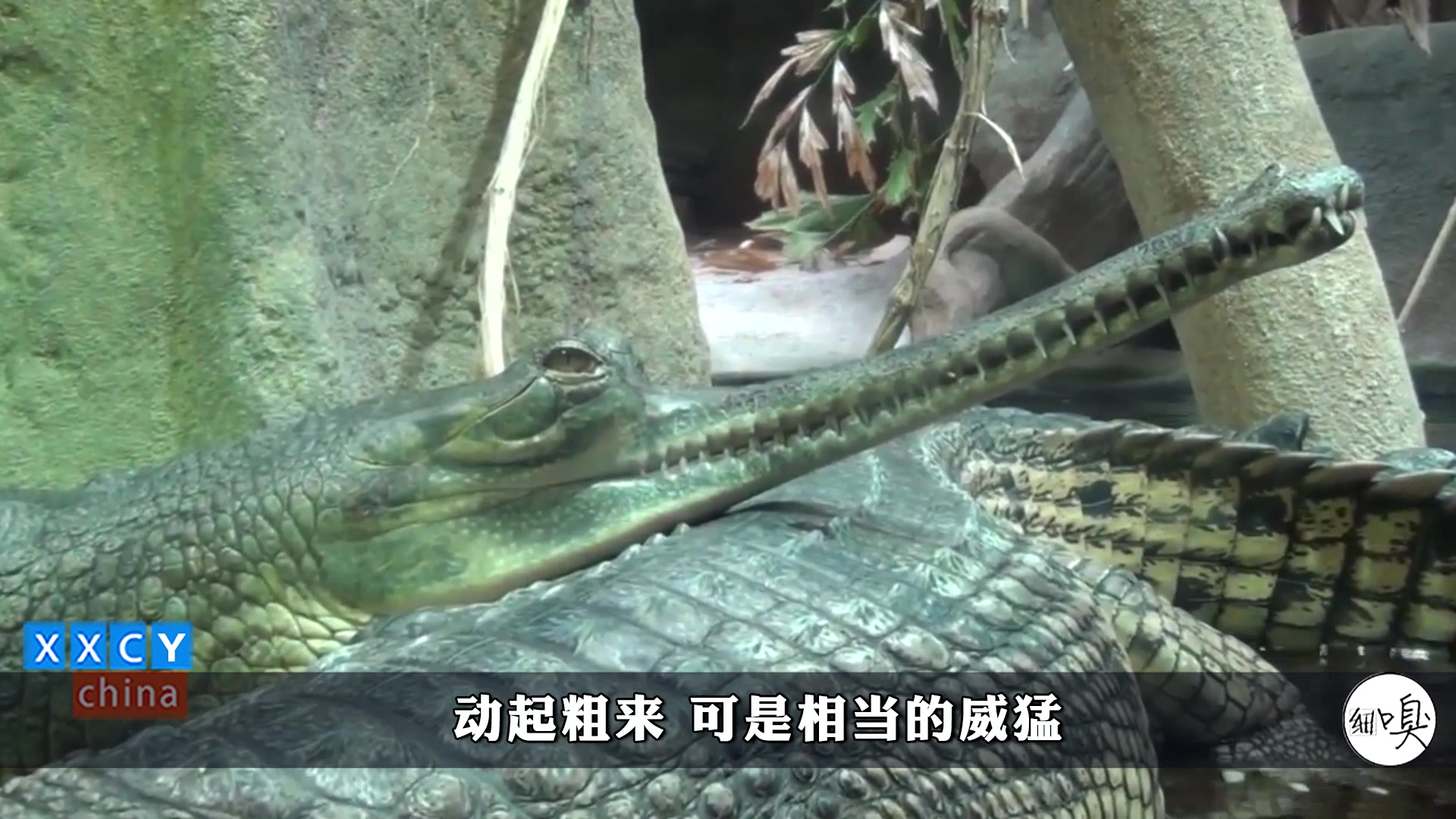 别当这鳄鱼是来搞笑的,嘴一张,就能见识到这张锯子嘴的威力