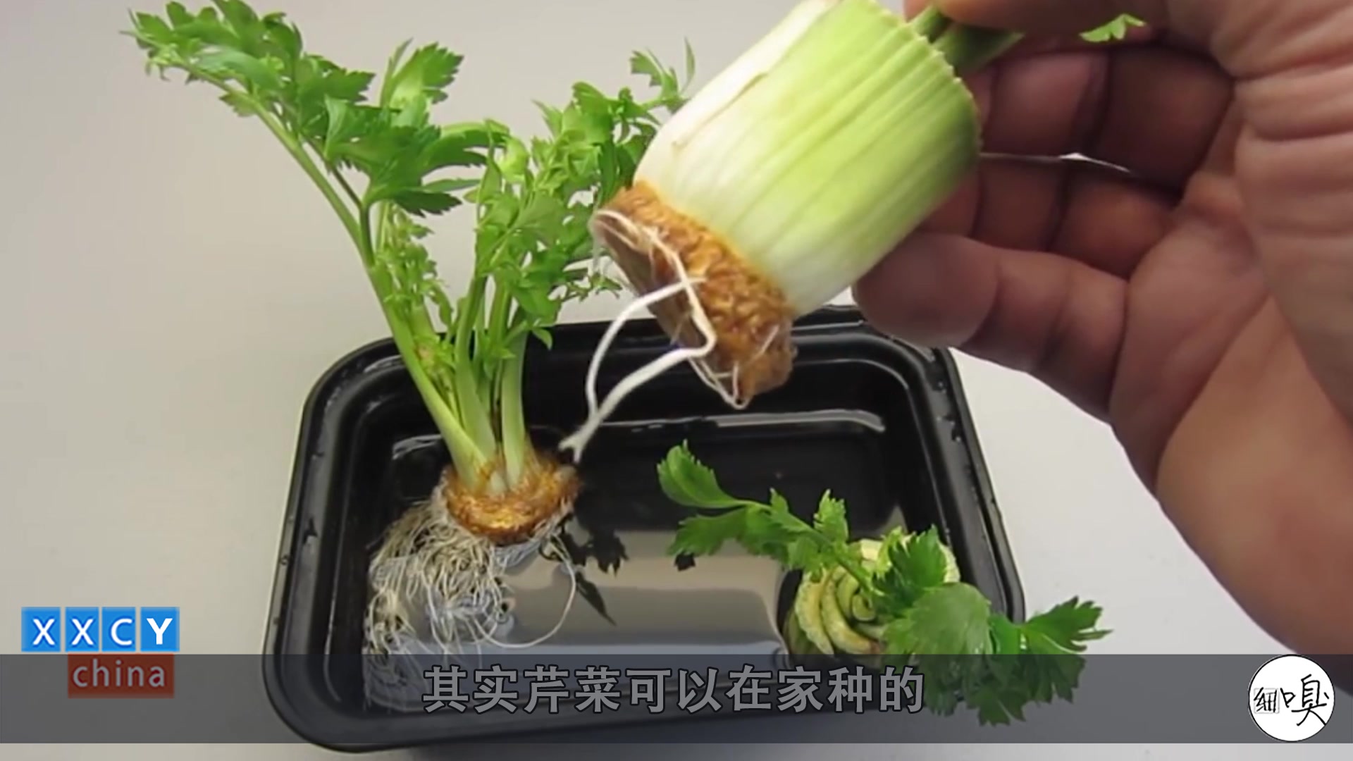 把芹菜头放到杯子里,浇上水,一个月就是一大盆新鲜芹菜