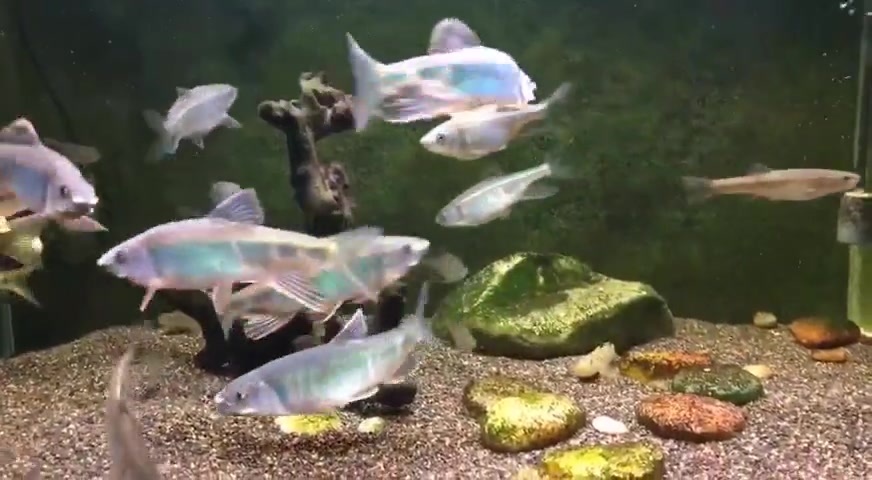 一群漂亮的原生鱼宽鳍鱲被鱼友养的真好,水清鱼靓看着就喜欢